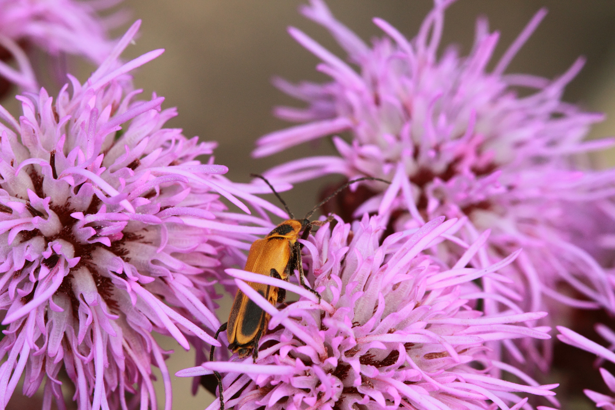 Canon EF 100mm F2.8 Macro USM sample photo. Pink forest photography