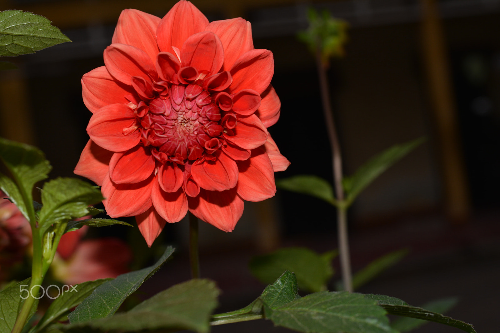 Nikon D5200 + AF-S Nikkor 35mm f/1.8G sample photo. Dahlia: hello photography