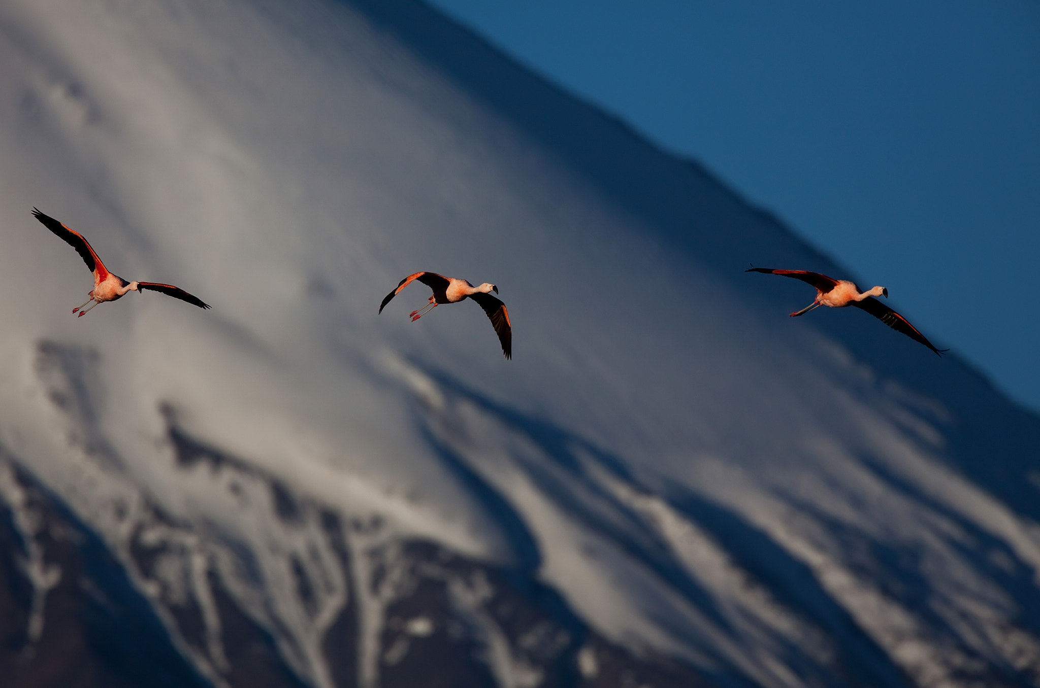 Canon EF 500mm F4L IS USM sample photo. Flamenco chileno photography