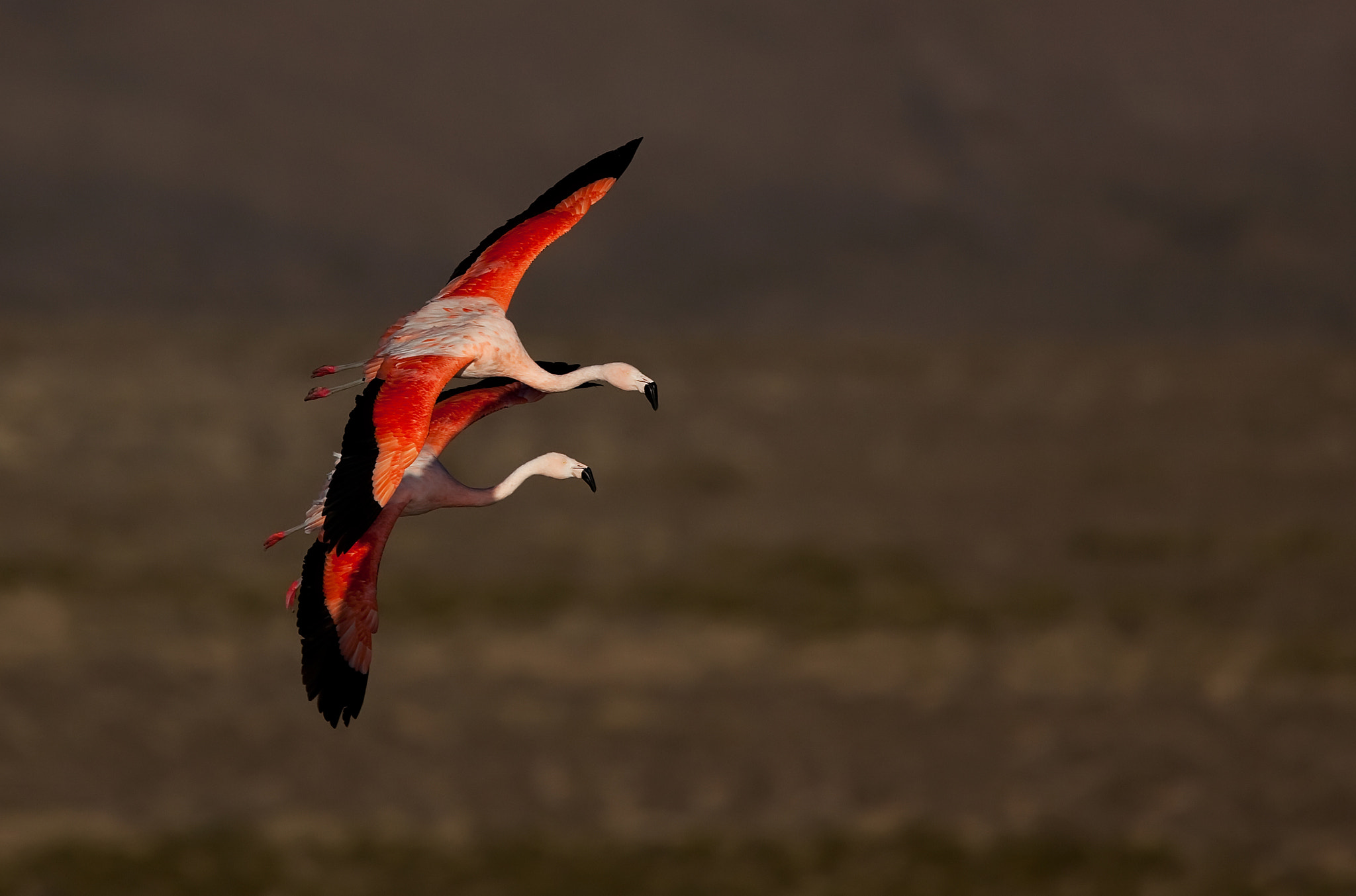 Canon EF 500mm F4L IS USM sample photo. Flamenco chileno photography