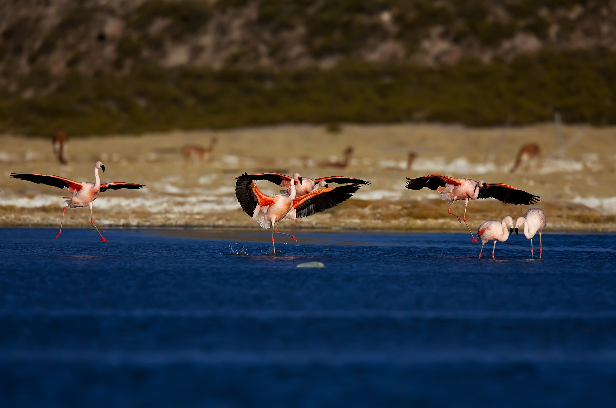 Canon EF 500mm F4L IS USM sample photo. Flamenco chileno photography