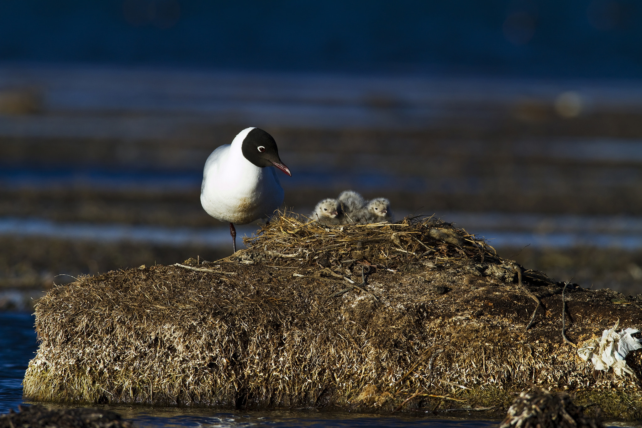 Canon EF 600mm F4L IS USM sample photo. Gaviota andina photography