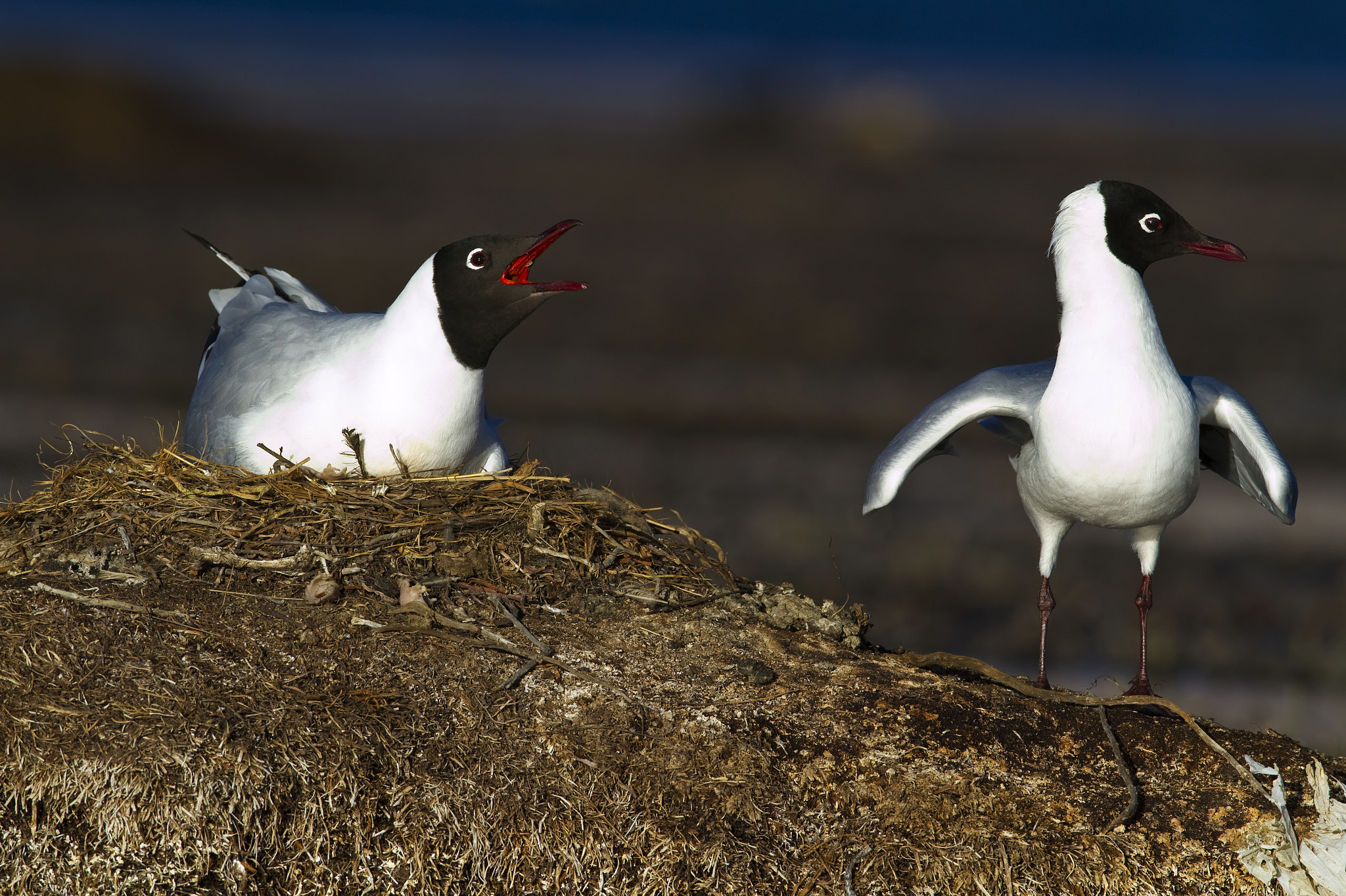 Canon EF 600mm F4L IS USM sample photo. Gaviota andina photography