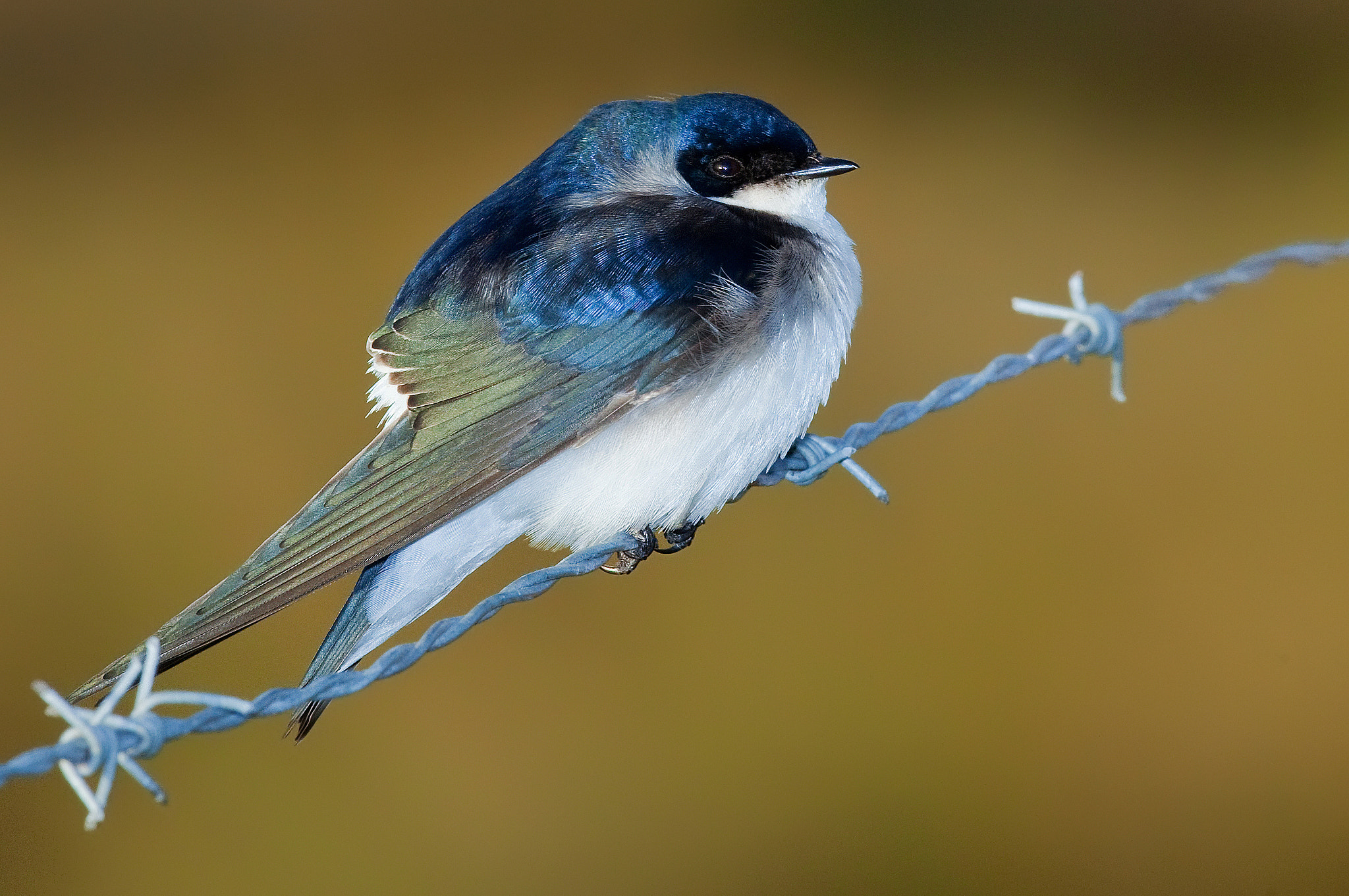 Canon EF 500mm F4L IS USM sample photo. Golondrina photography