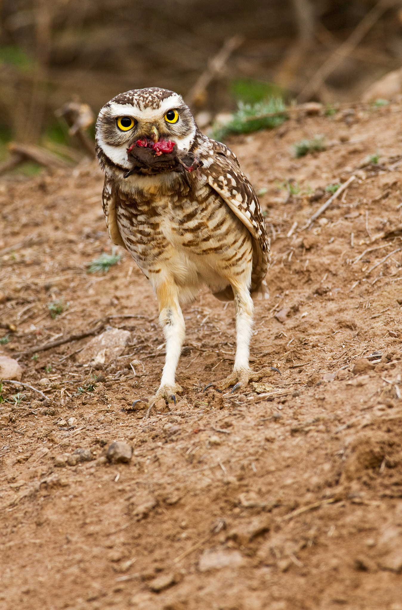 Canon EF 600mm F4L IS USM sample photo. Pequen photography