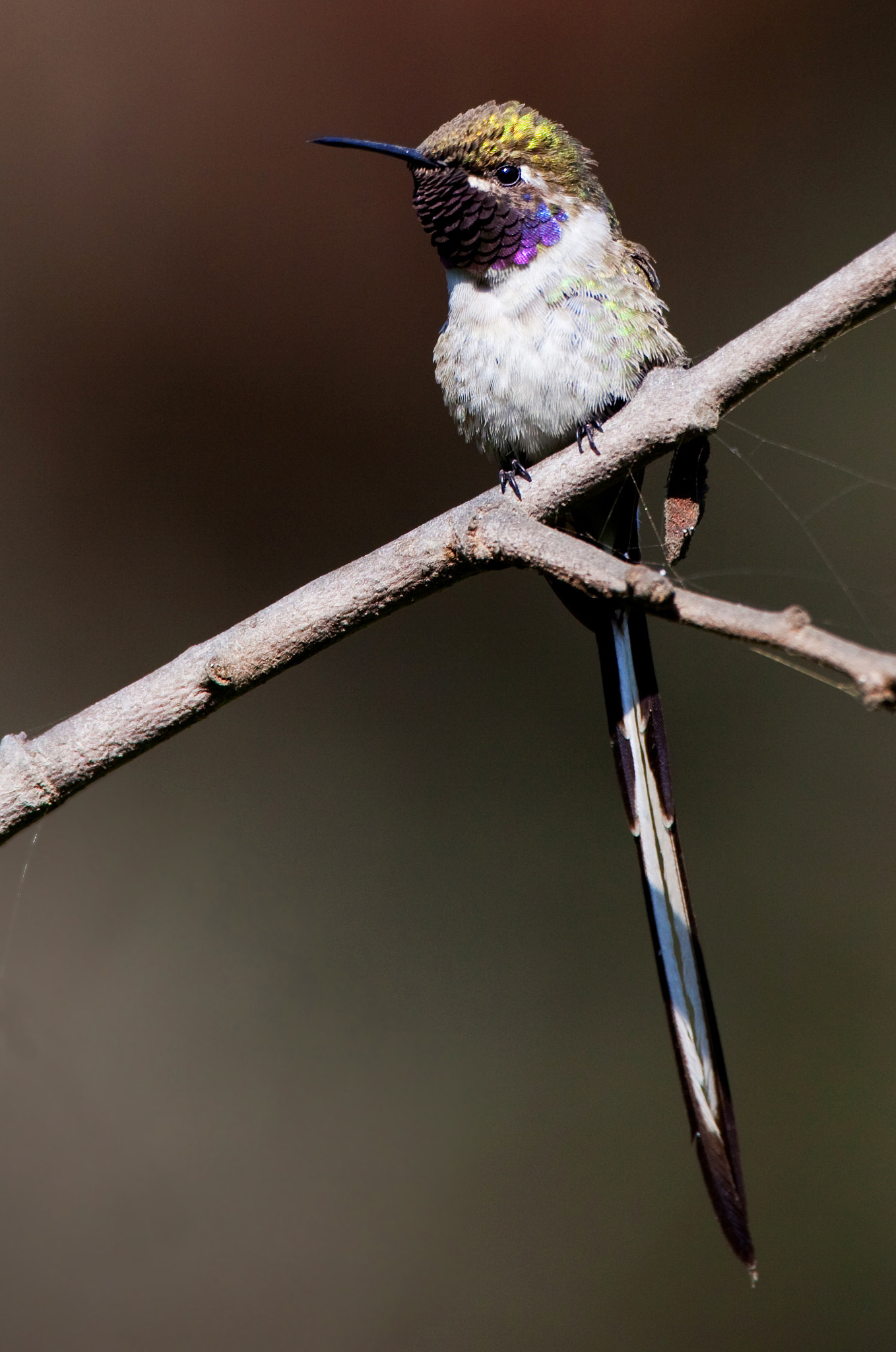 Canon EF 500mm F4L IS USM sample photo. Picaflor de cora photography