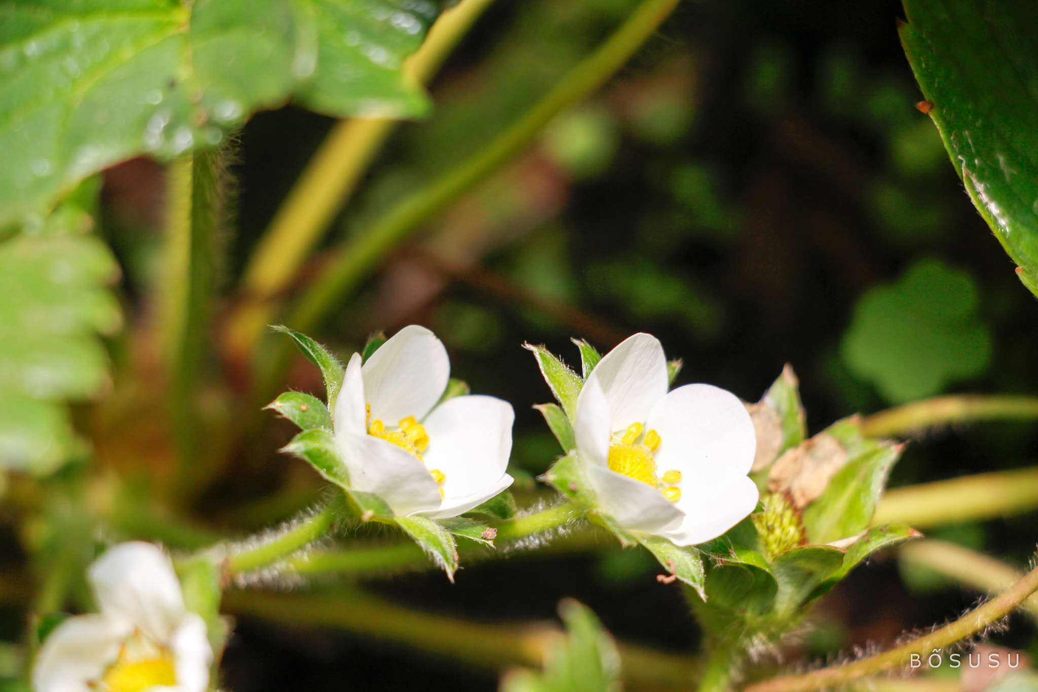 Canon EOS 700D (EOS Rebel T5i / EOS Kiss X7i) sample photo. Strawberry photography
