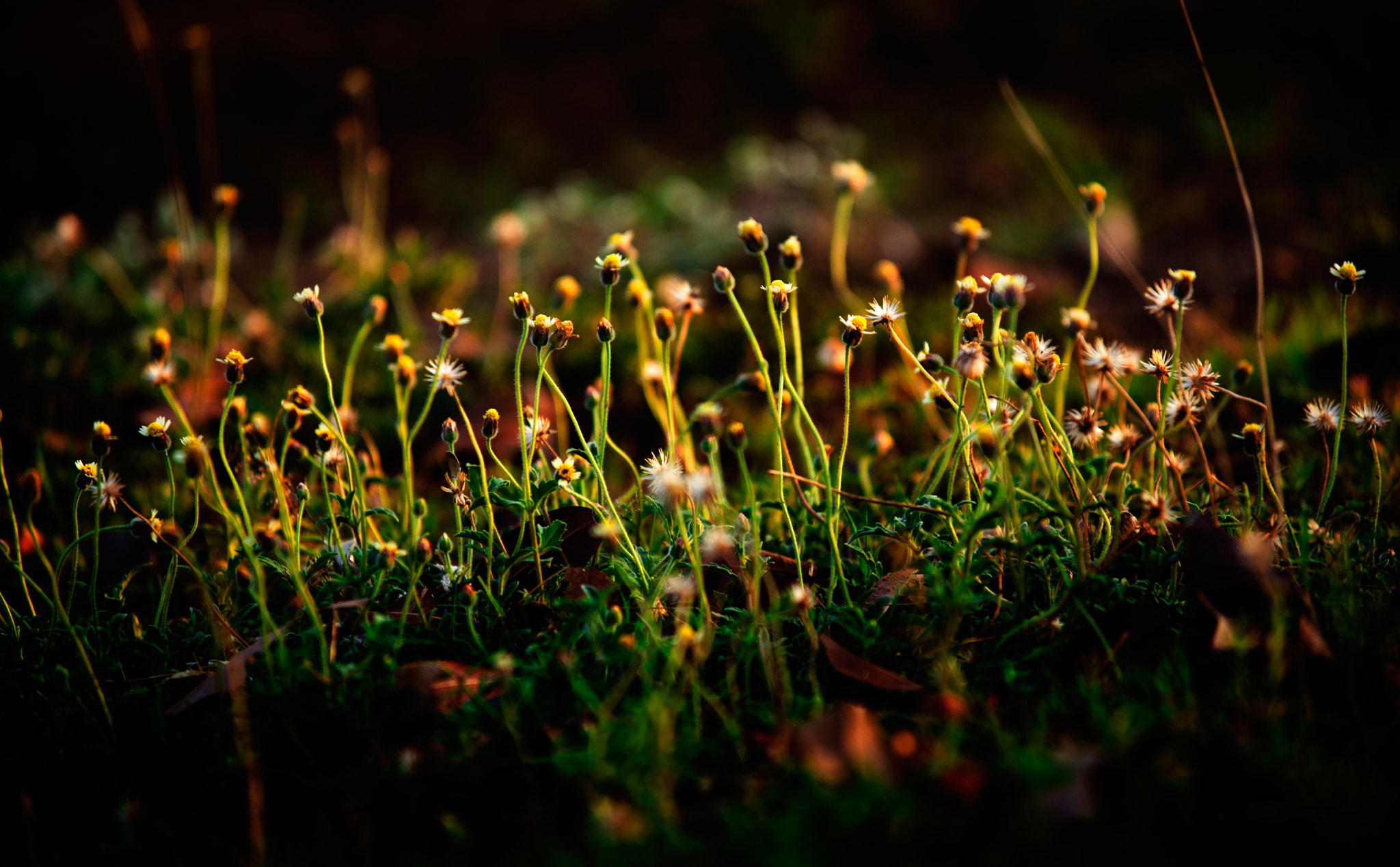 AF-S Zoom-Nikkor 80-200mm f/2.8D IF-ED sample photo. Knp_3572.jpg photography