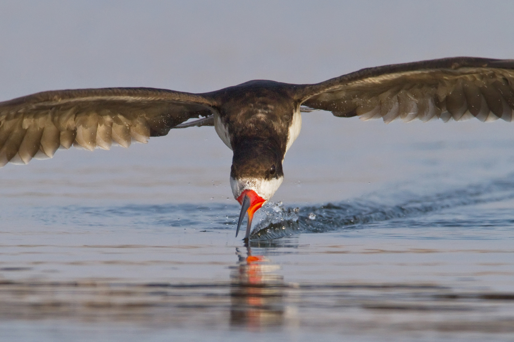 Canon EOS 7D + Canon EF 600mm F4L IS USM sample photo. Rayador v photography