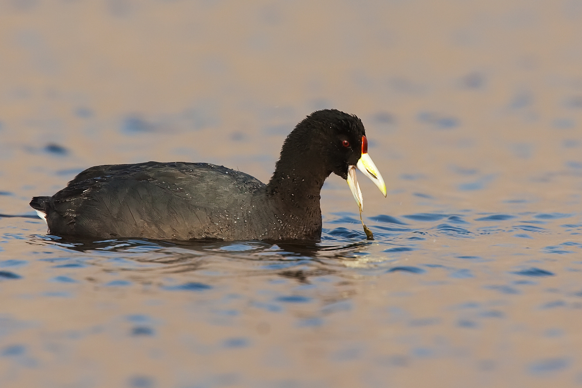 Canon EF 500mm F4L IS USM sample photo. Tagua andina photography