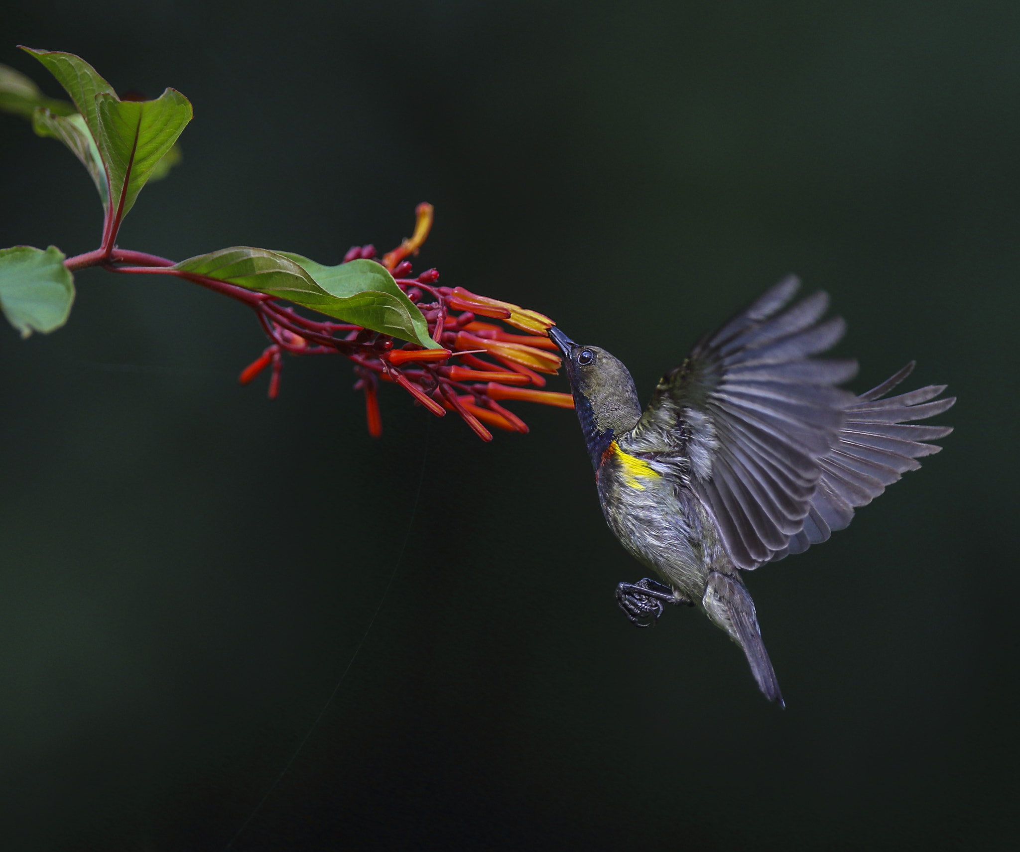 Canon EF 300mm F2.8L IS USM sample photo. 花蜜鸟吃蜜 photography