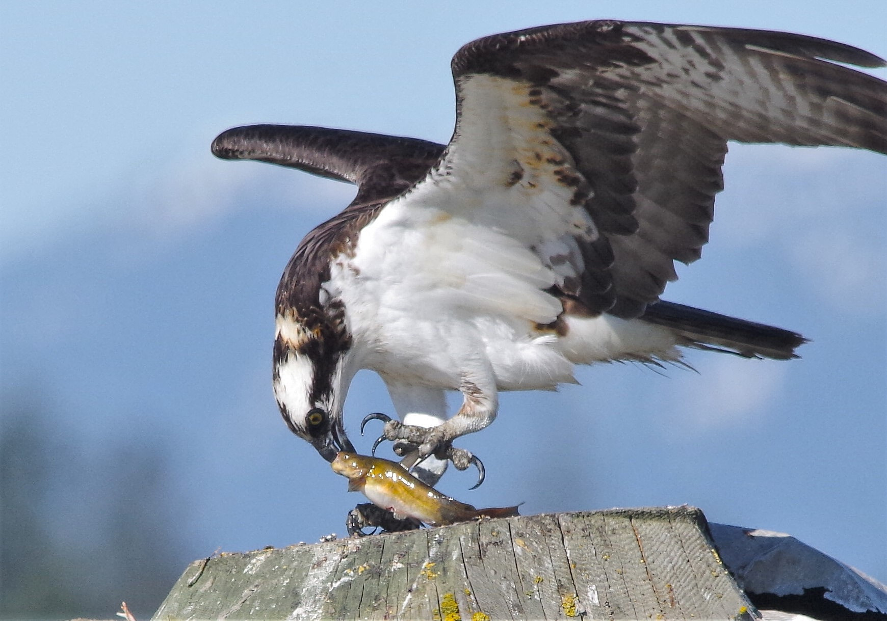 Sigma 150-500mm F5-6.3 DG OS HSM sample photo. Kiss of death photography
