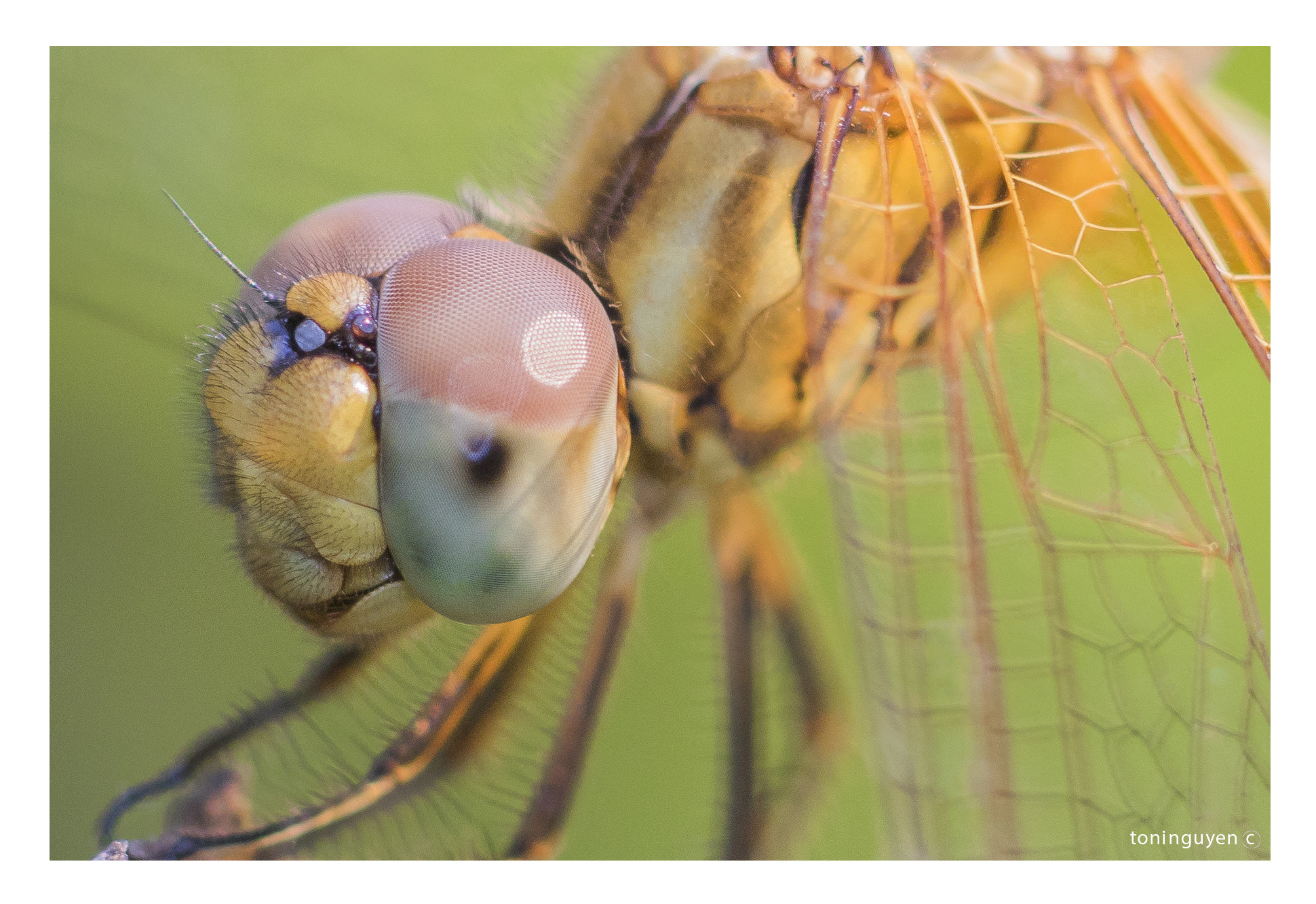 Sigma 85mm F1.4 EX DG HSM sample photo. Dragonfly photography