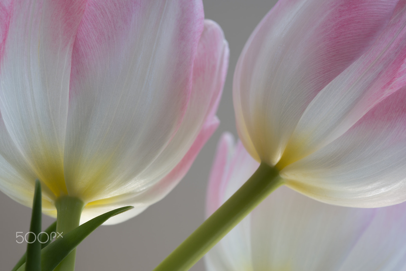 100mm F2.8 SSM sample photo. Spring tulips photography