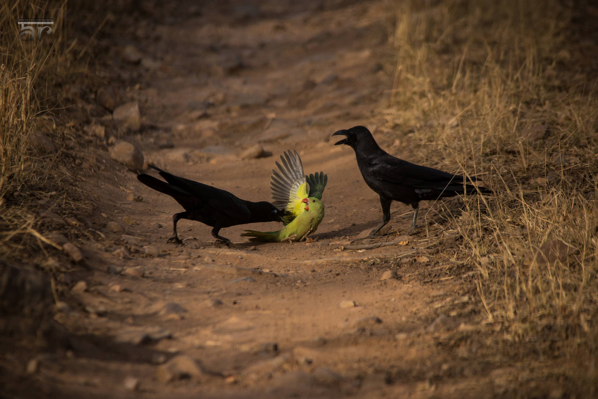 Sigma 150-500mm F5-6.3 DG OS HSM sample photo. All of civility depends on being able to contain the rage of individuals photography