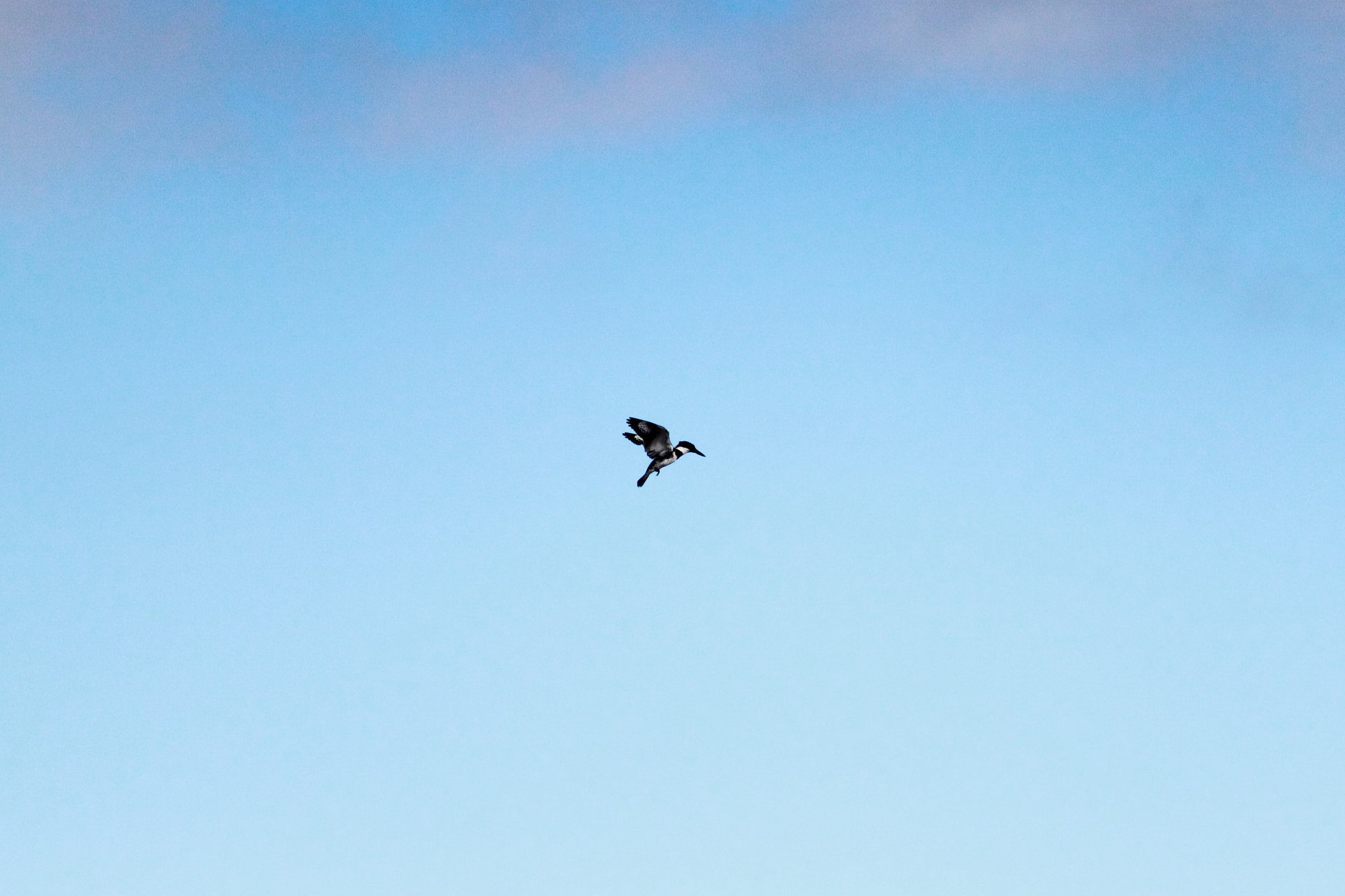 Canon EOS 500D (EOS Rebel T1i / EOS Kiss X3) sample photo. Kingfisher photography