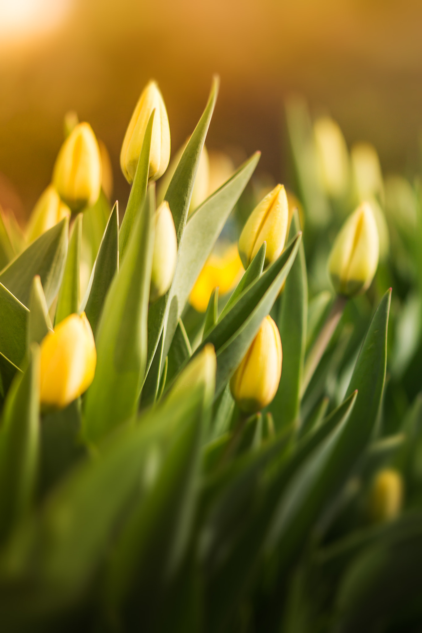 Sigma 105mm F2.8 EX DG OS HSM sample photo. Sunny sunday tulip bed photography