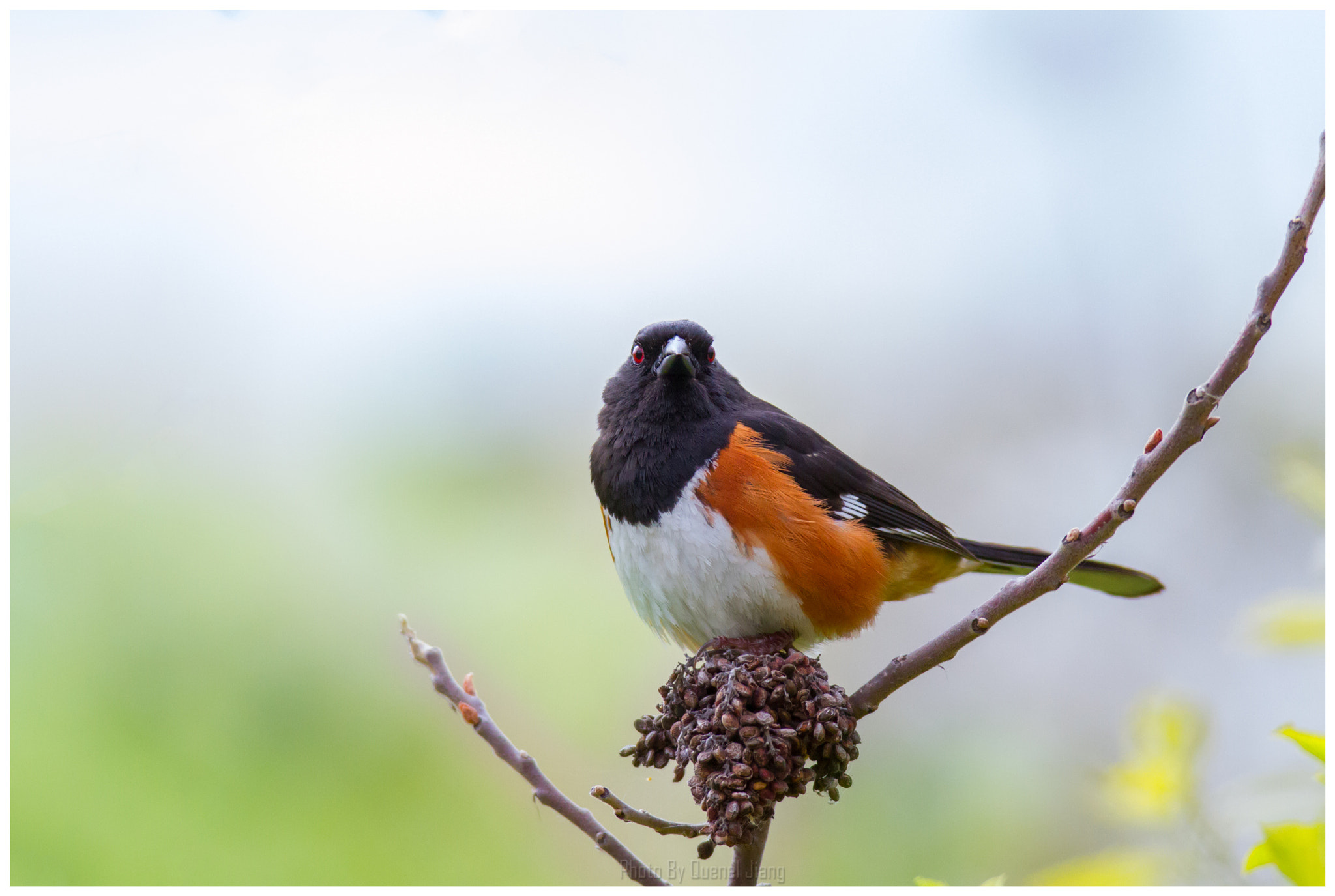 Canon EOS 7D + Canon EF 600mm f/4L IS sample photo. Eastern towhee photography