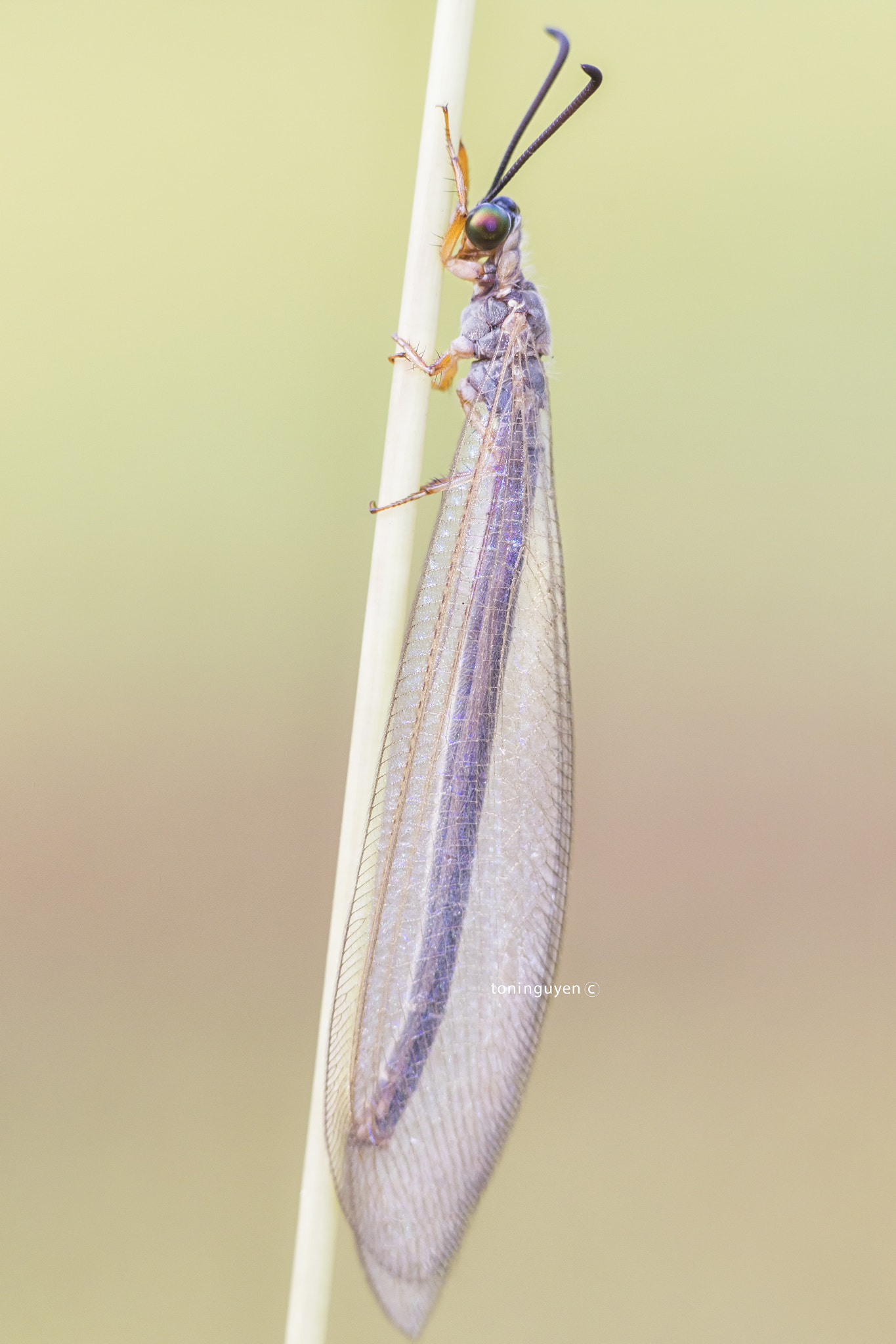 Sigma 85mm F1.4 EX DG HSM sample photo. Small dragonfly photography