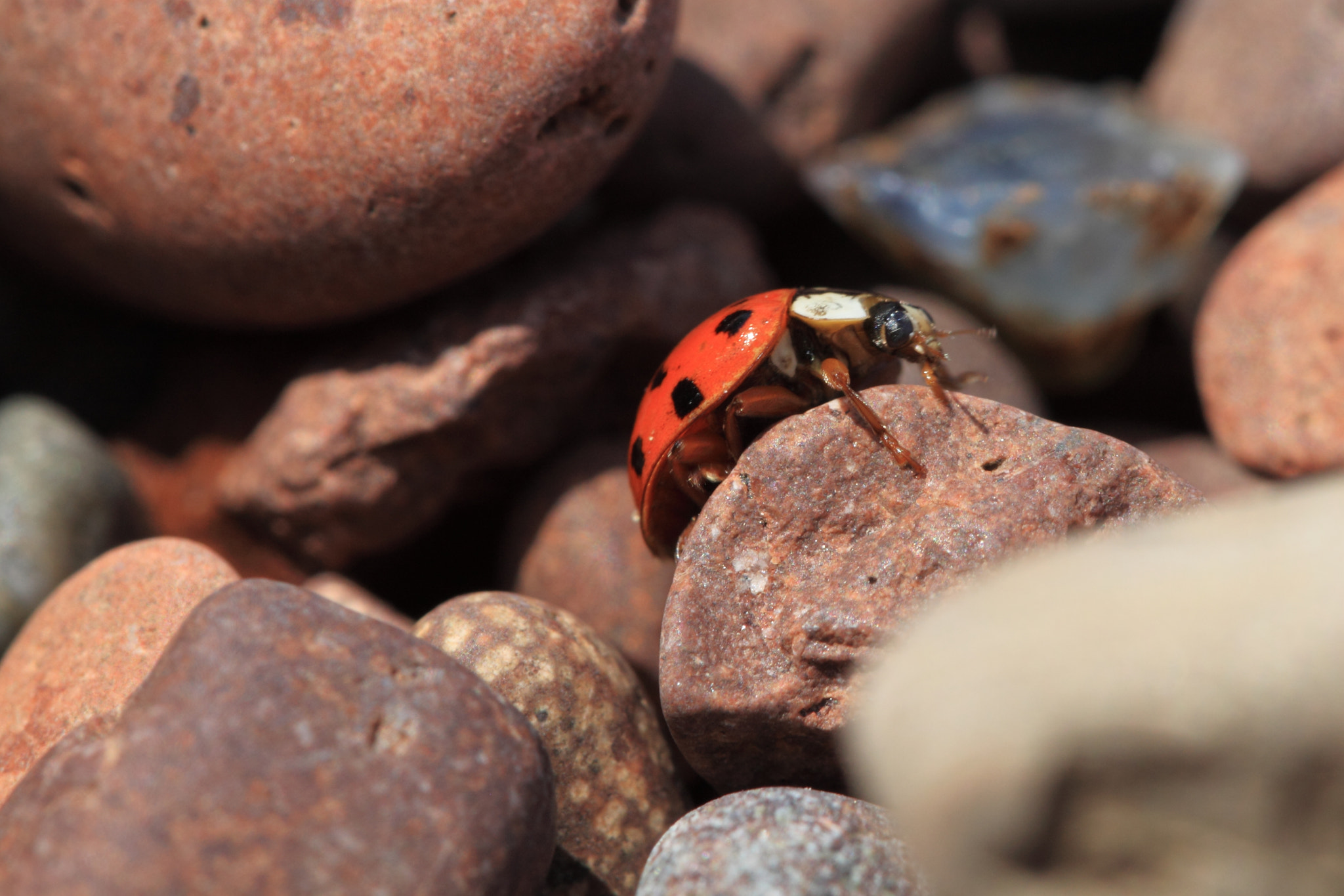 Canon EF 100mm F2.8 Macro USM sample photo. Bouldering ladybug photography