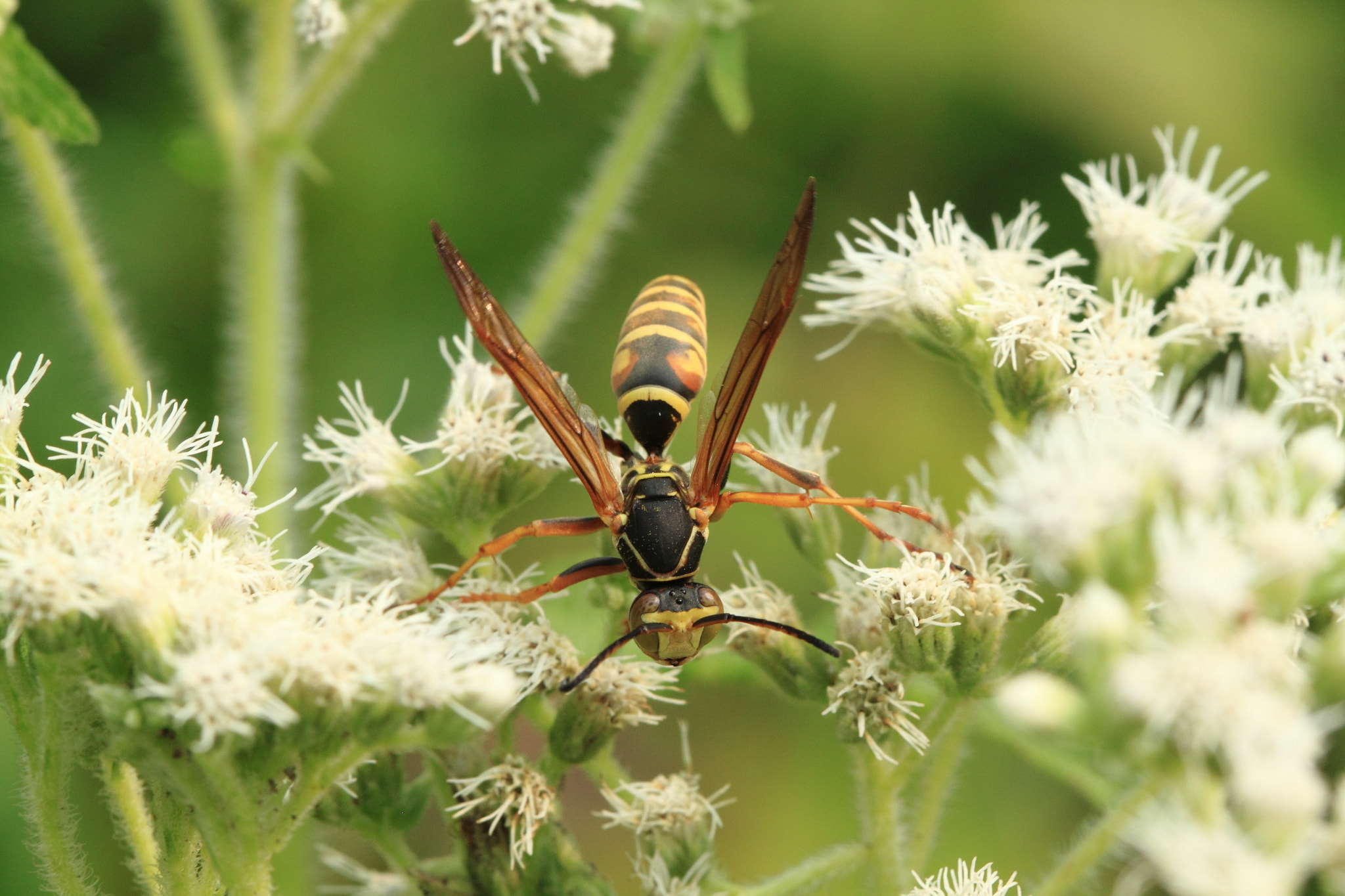 Canon EF 100mm F2.8 Macro USM sample photo. Wasp photography