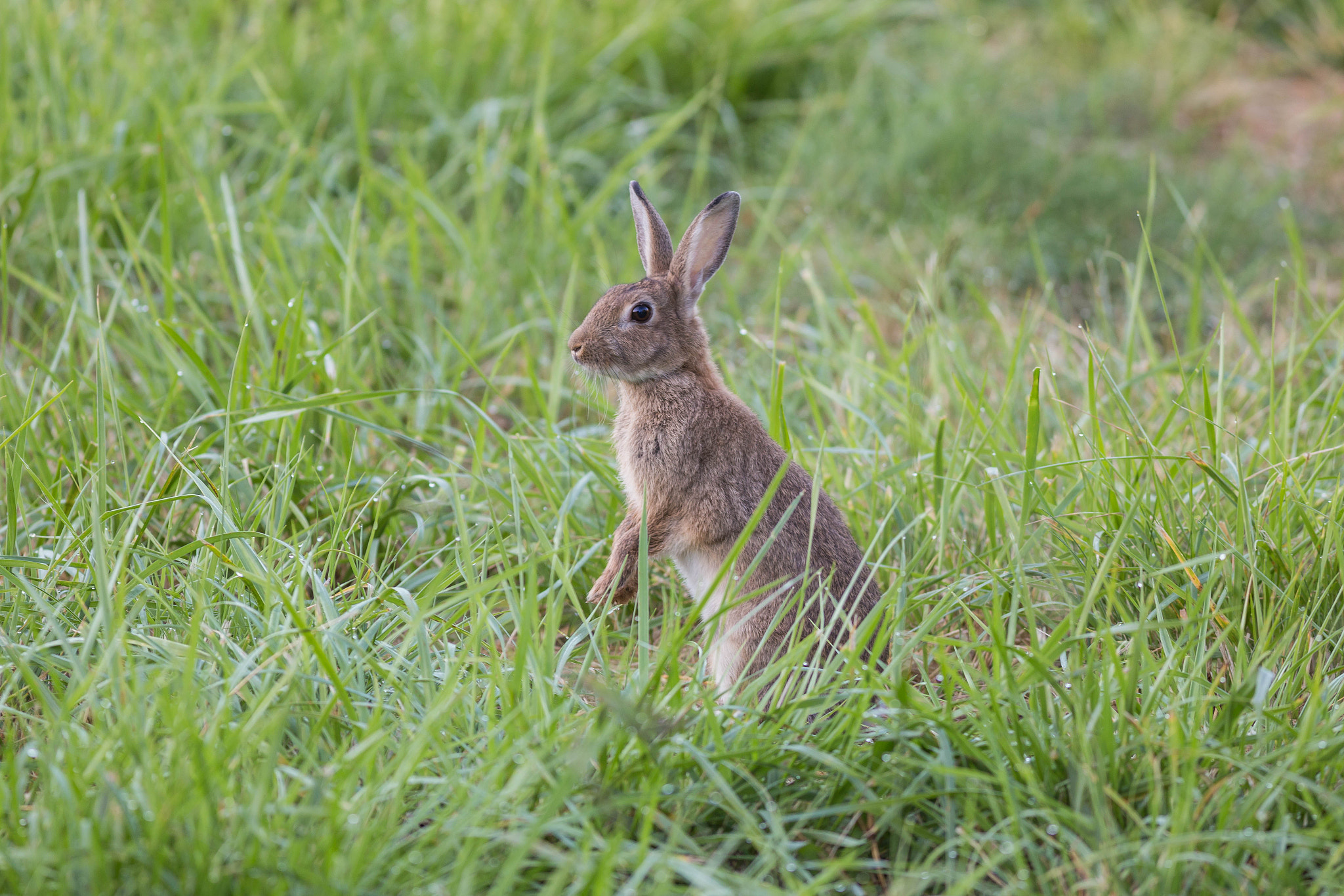 Canon EOS 6D + Canon EF 400mm F5.6L USM sample photo. Rabbit photography