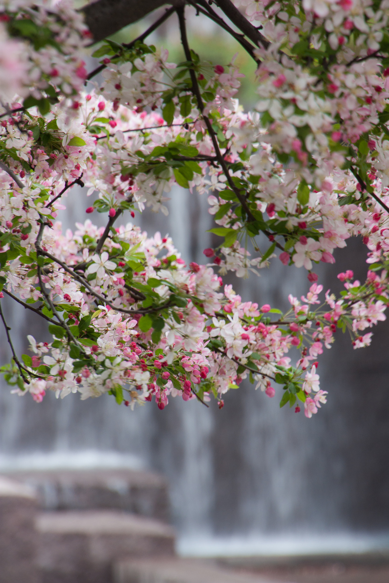 Canon EOS 450D (EOS Rebel XSi / EOS Kiss X2) sample photo. Blossoms & falls photography