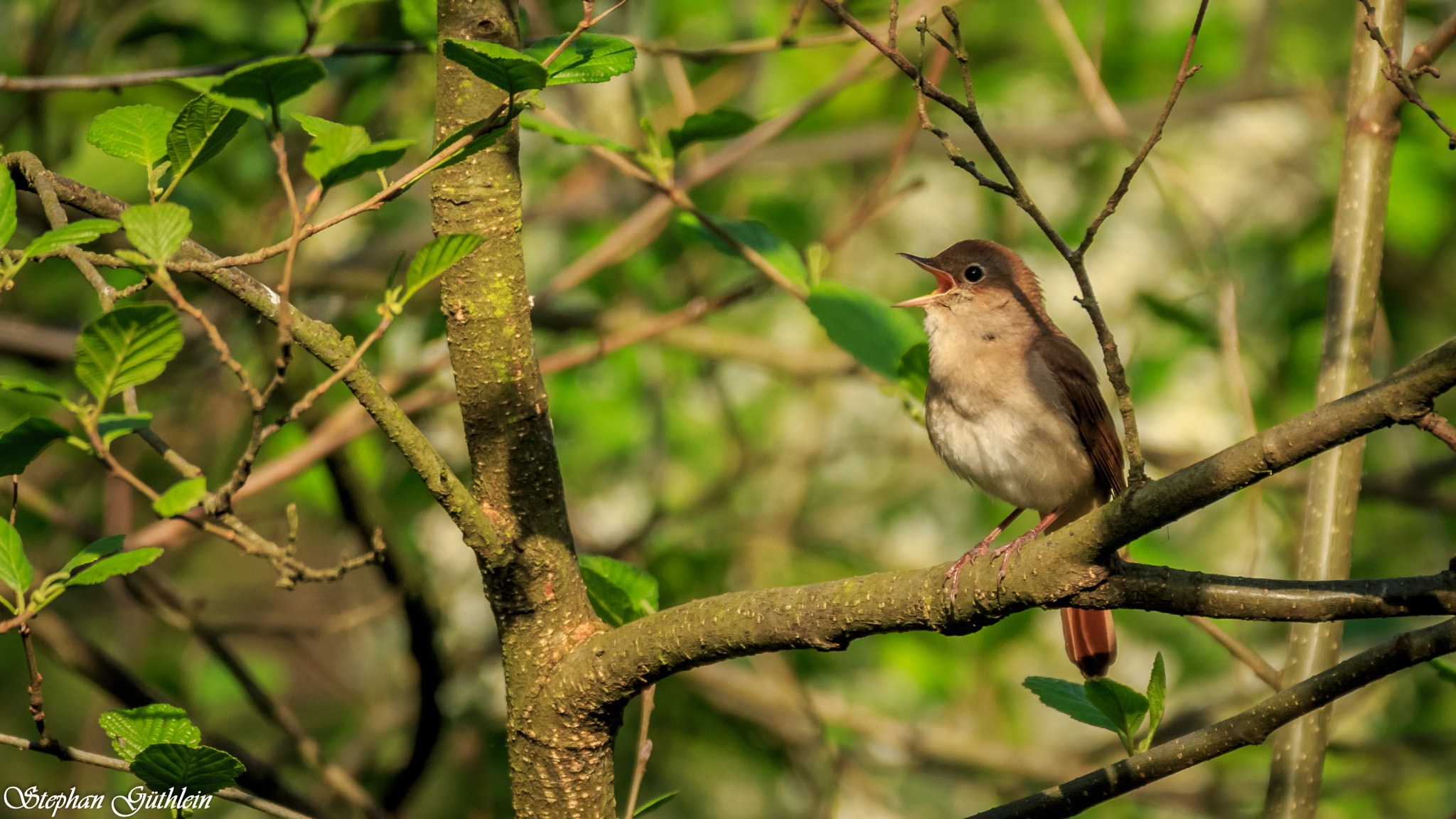 Sigma 150-600mm F5-6.3 DG OS HSM | C sample photo. "it was the nightingale and not the lark...." photography
