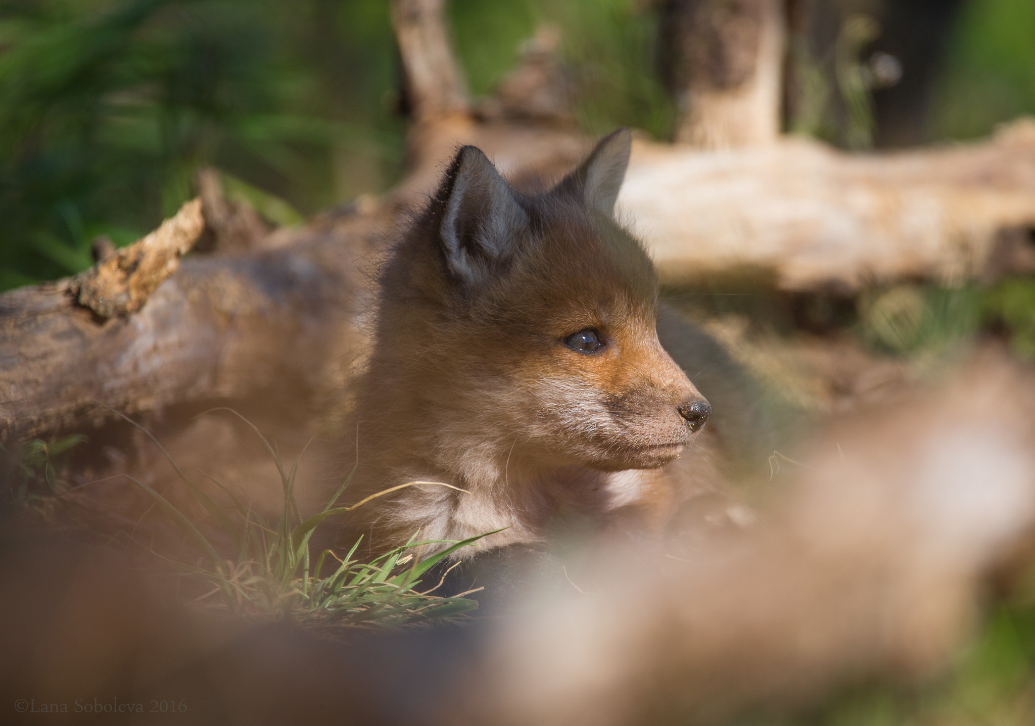 Sigma 150-600mm F5-6.3 DG OS HSM | C sample photo. Осторожный лисёнок photography