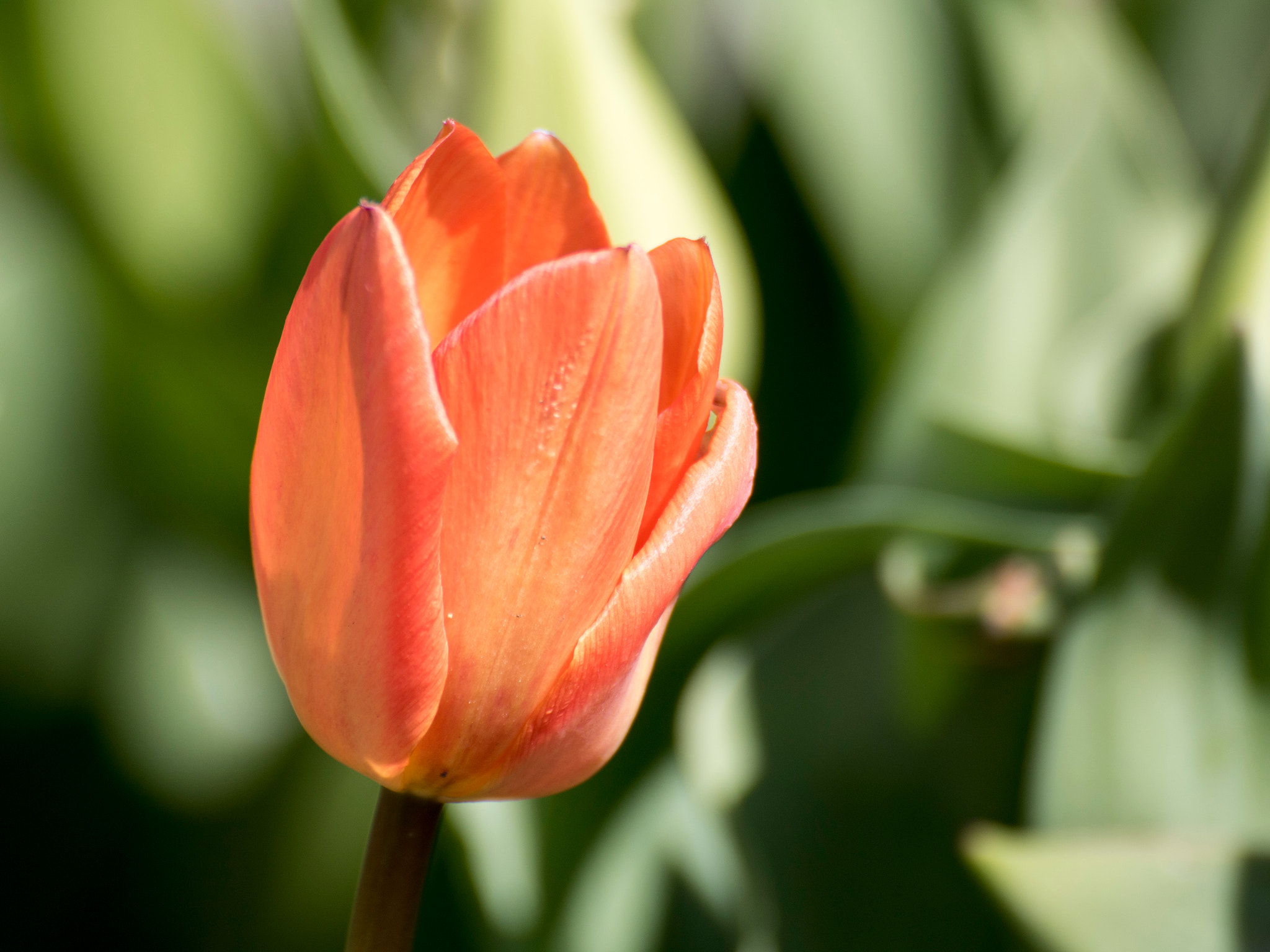 Canon EOS 750D (EOS Rebel T6i / EOS Kiss X8i) sample photo. Tulip photography
