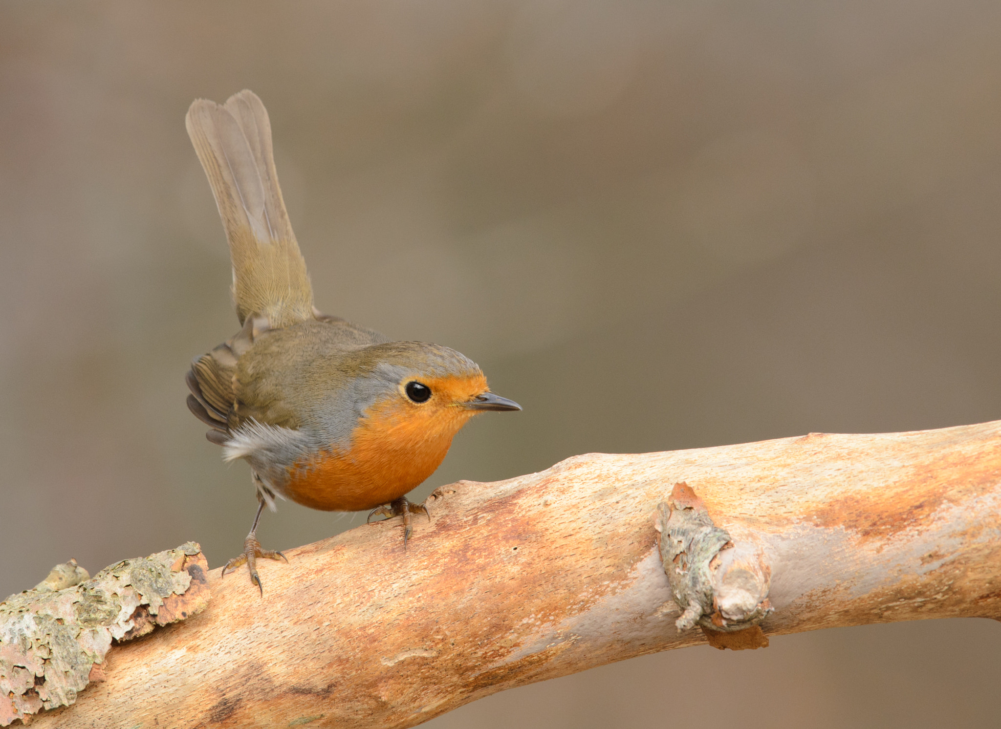 Nikon AF-S Nikkor 400mm F2.8D ED-IF II sample photo. Roodborst photography