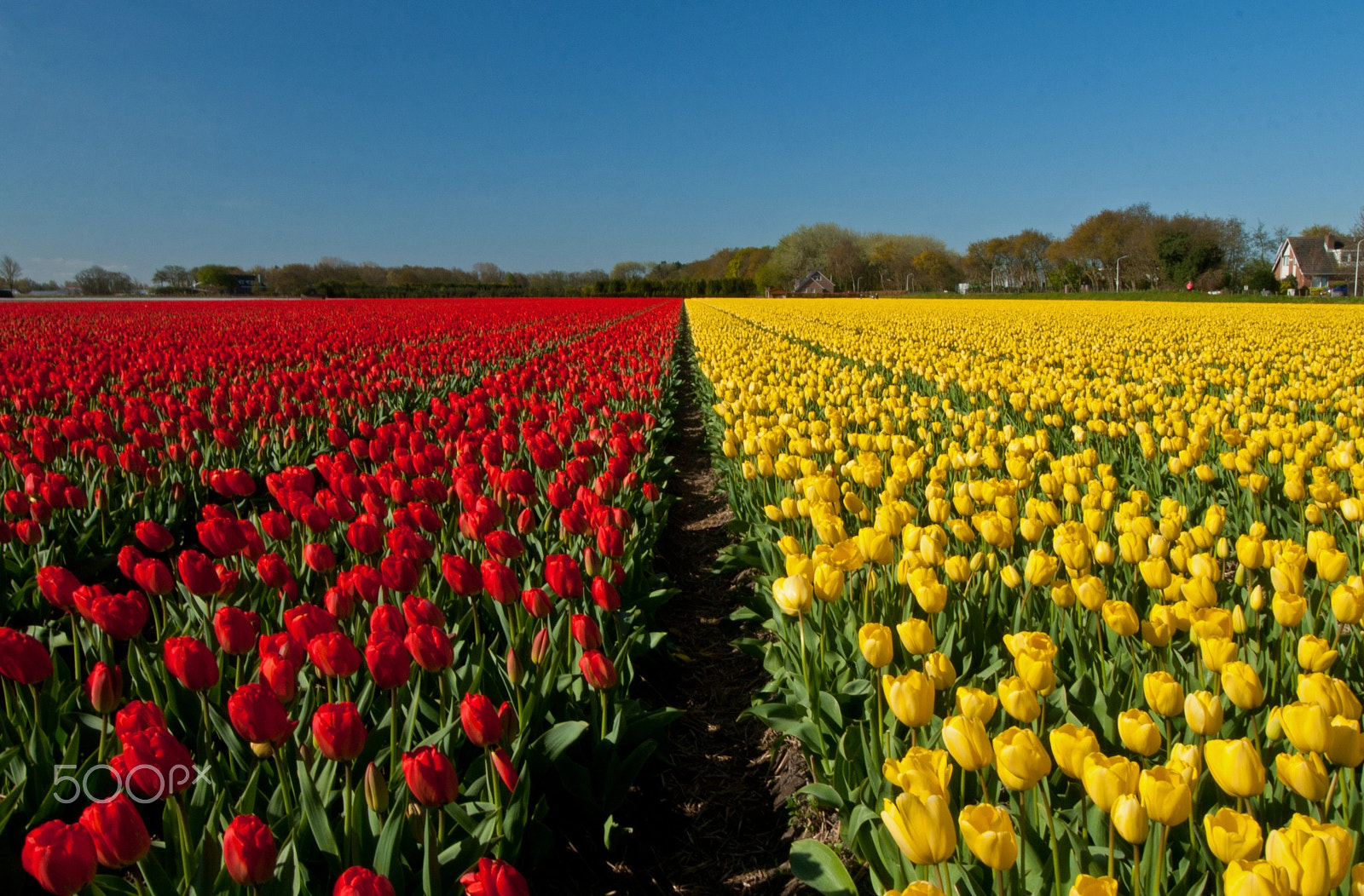 Canon EF-S 10-18mm F4.5–5.6 IS STM sample photo. Mondrians legacy photography