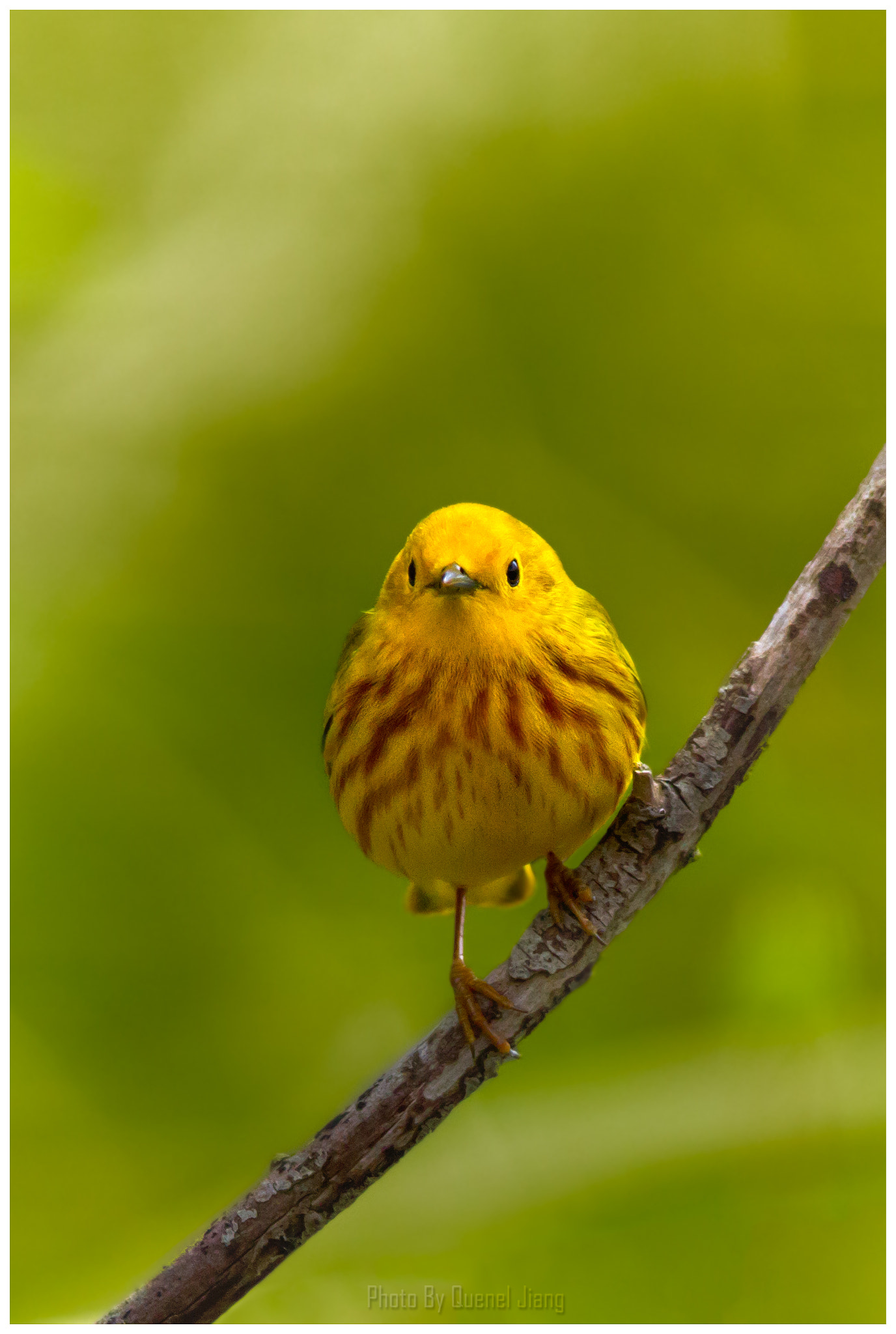 Canon EF 600mm f/4L IS sample photo. Yellow warbler photography