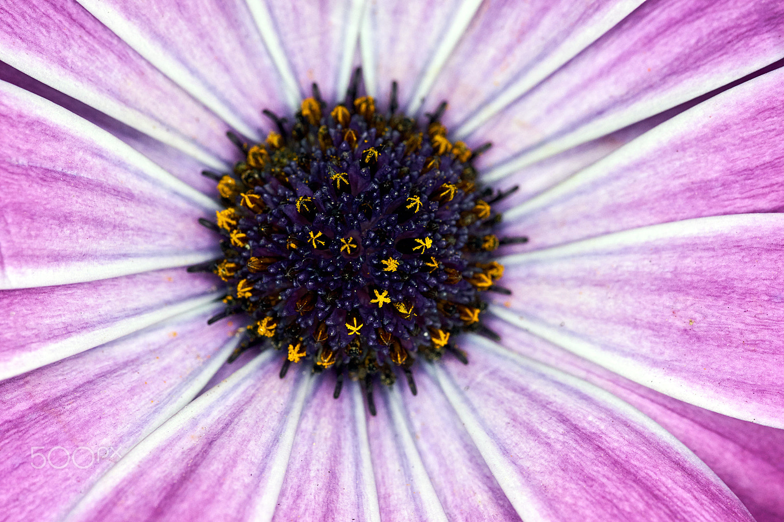 Sony a7 + 105mm F2.8 sample photo. Marguerite blossom photography