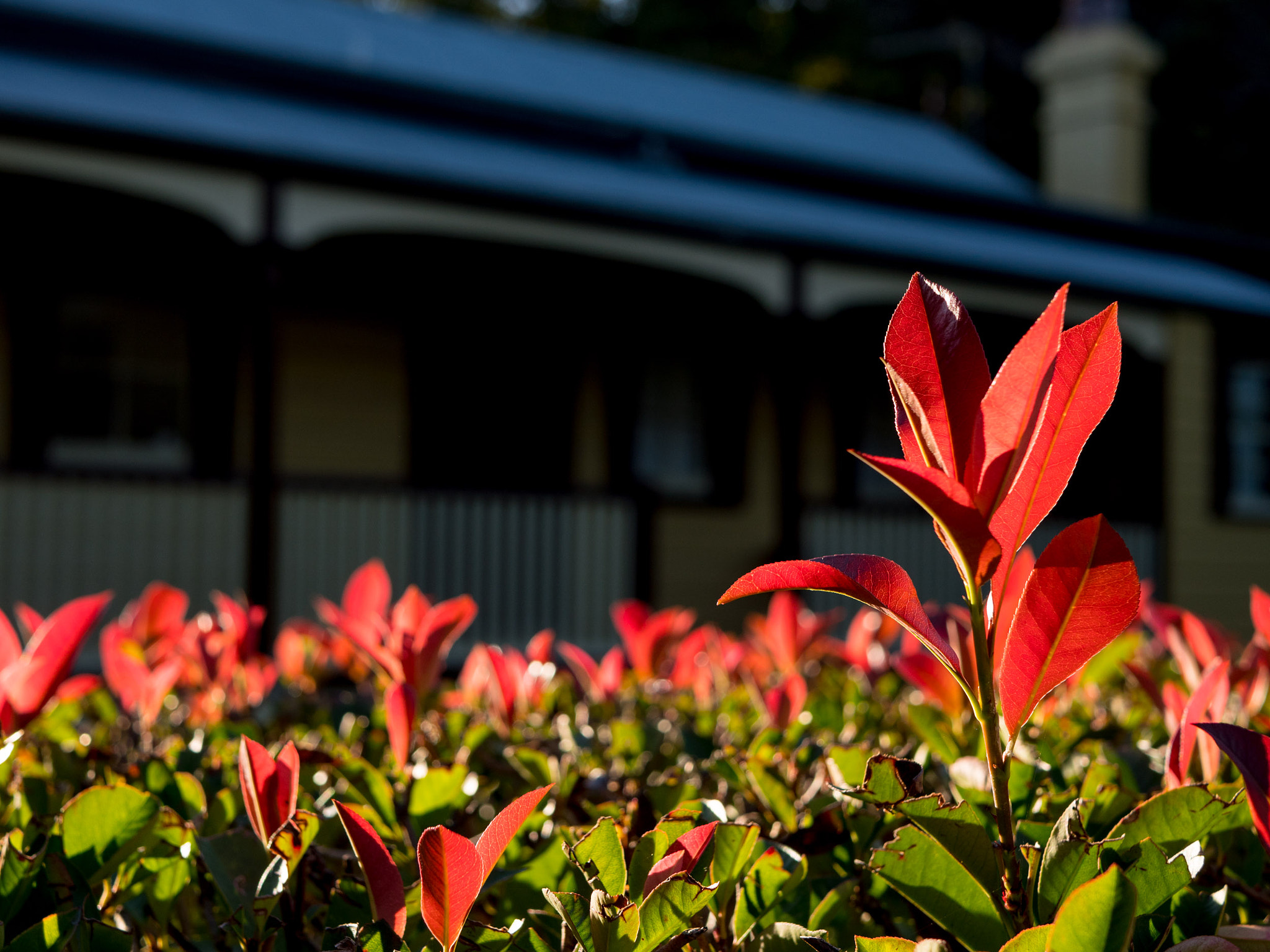Panasonic Lumix DMC-GX8 + LUMIX G 25/F1.7 sample photo. Sydney stravaign photography