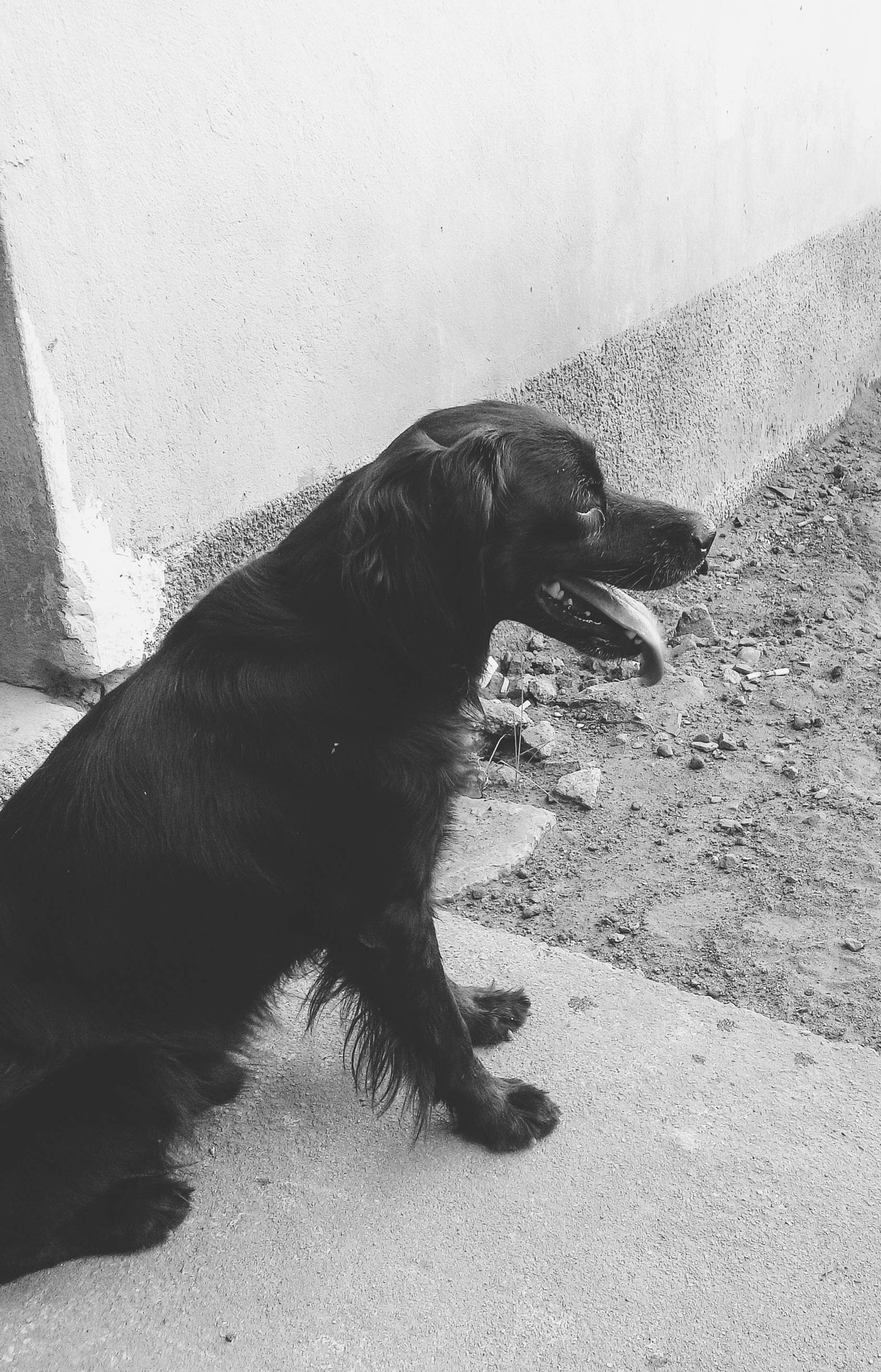 LG L Bello sample photo. Tired dog photography