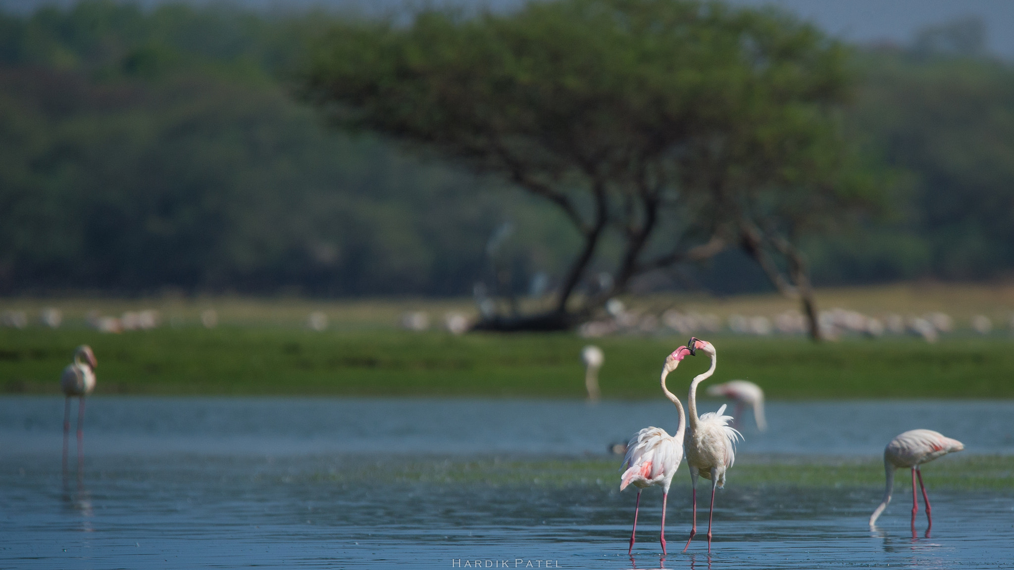 Nikon D4S sample photo. Greater flamingo photography