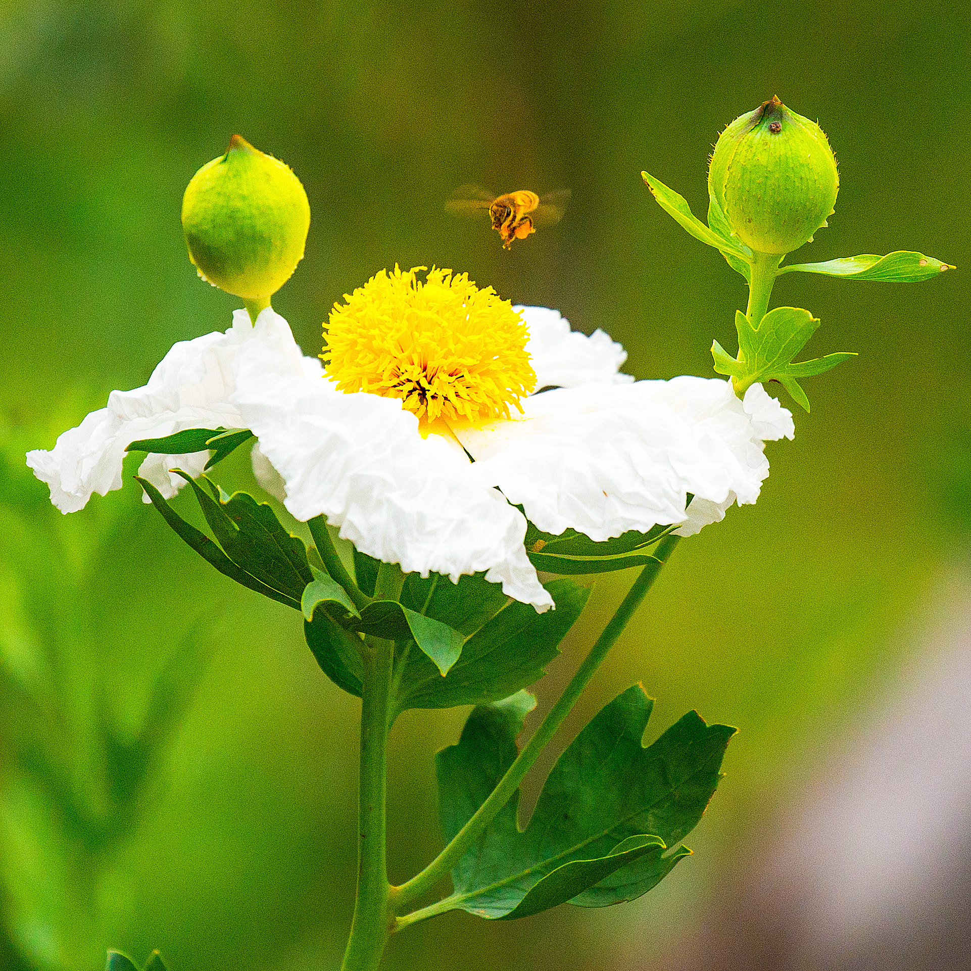 Canon EF 100-400mm F4.5-5.6L IS II USM sample photo. Bee photography
