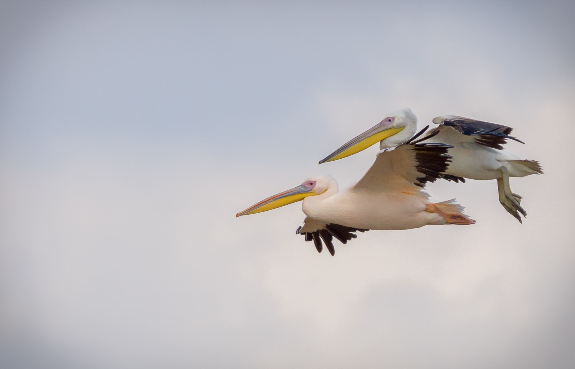 Tamron SP 150-600mm F5-6.3 Di VC USD sample photo. Pelicans in flight photography