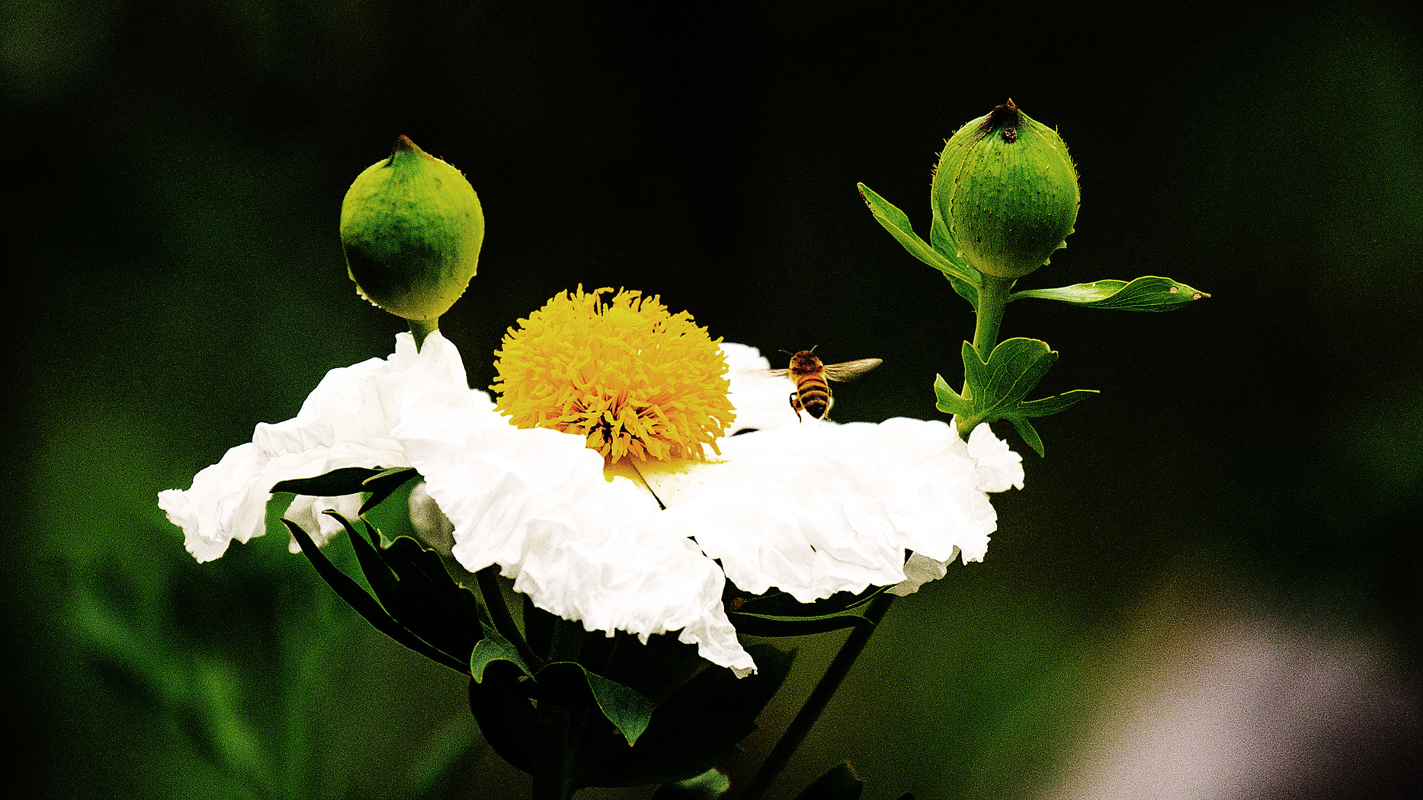 Canon EF 100-400mm F4.5-5.6L IS II USM sample photo. Bee photography