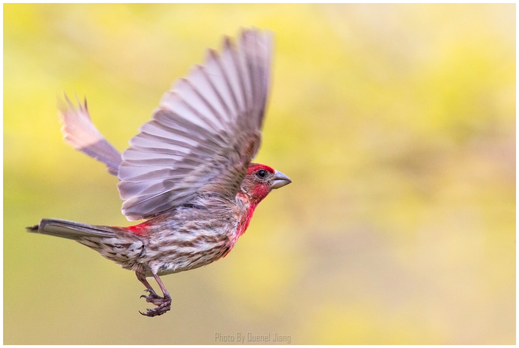 Canon EF 600mm f/4L IS sample photo. House finch-male photography