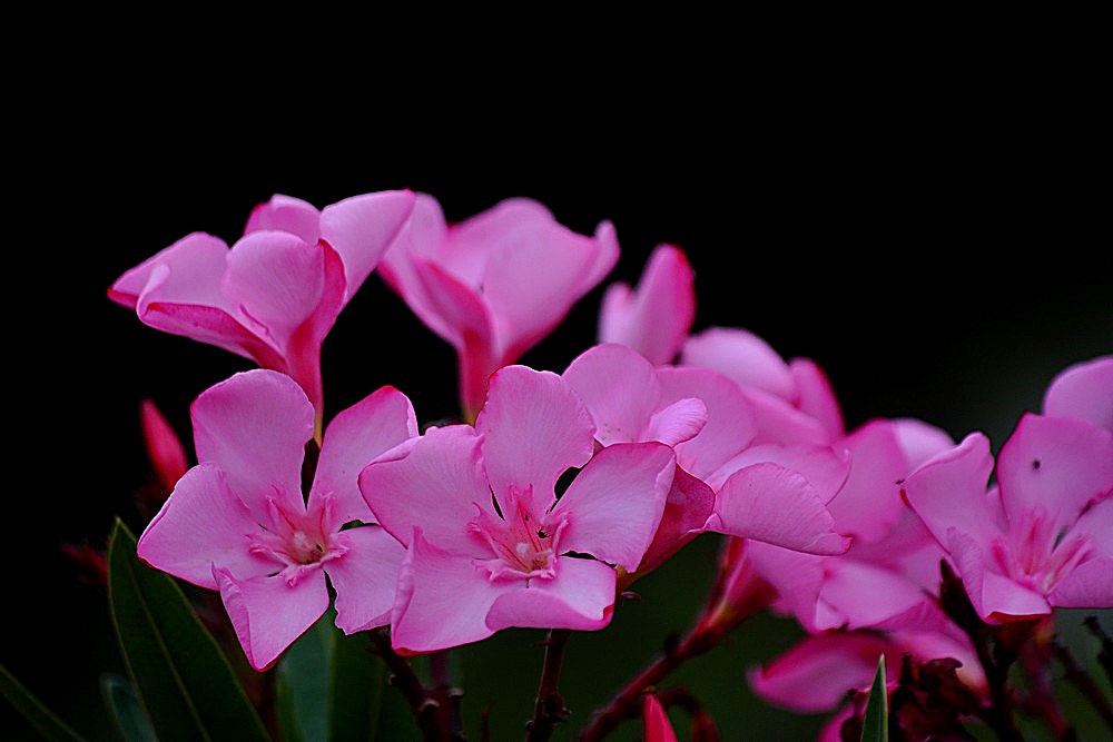 Sigma 70-300mm F4-5.6 APO Macro Super II sample photo. Nerium oleander - zakkum photography