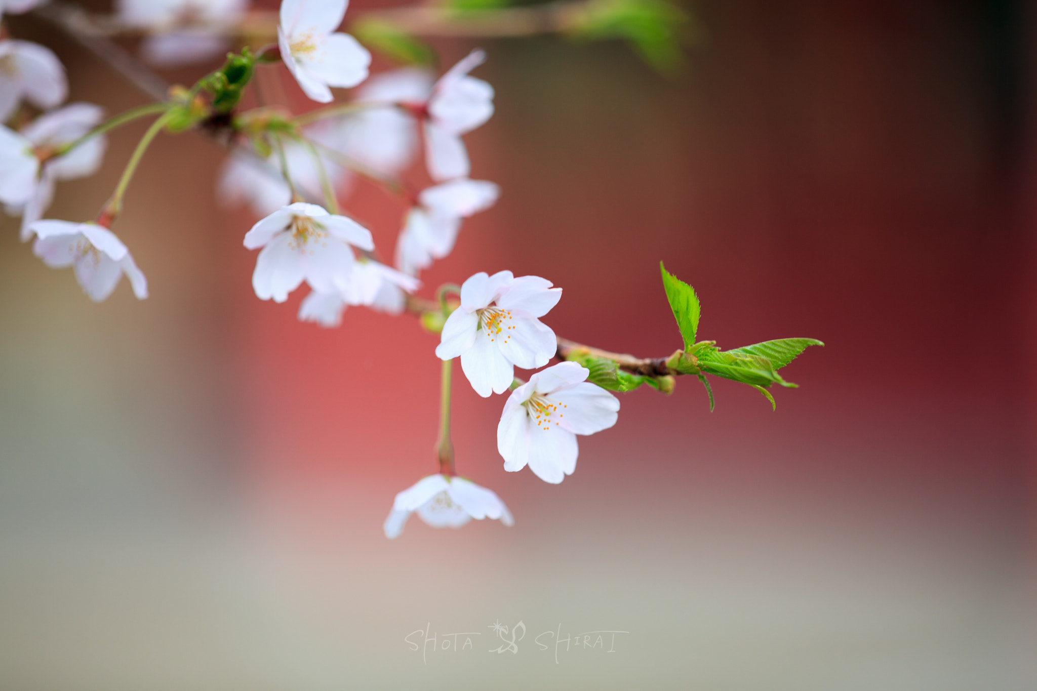 ZEISS Apo Sonnar T* 135mm F2 sample photo. Whisper photography