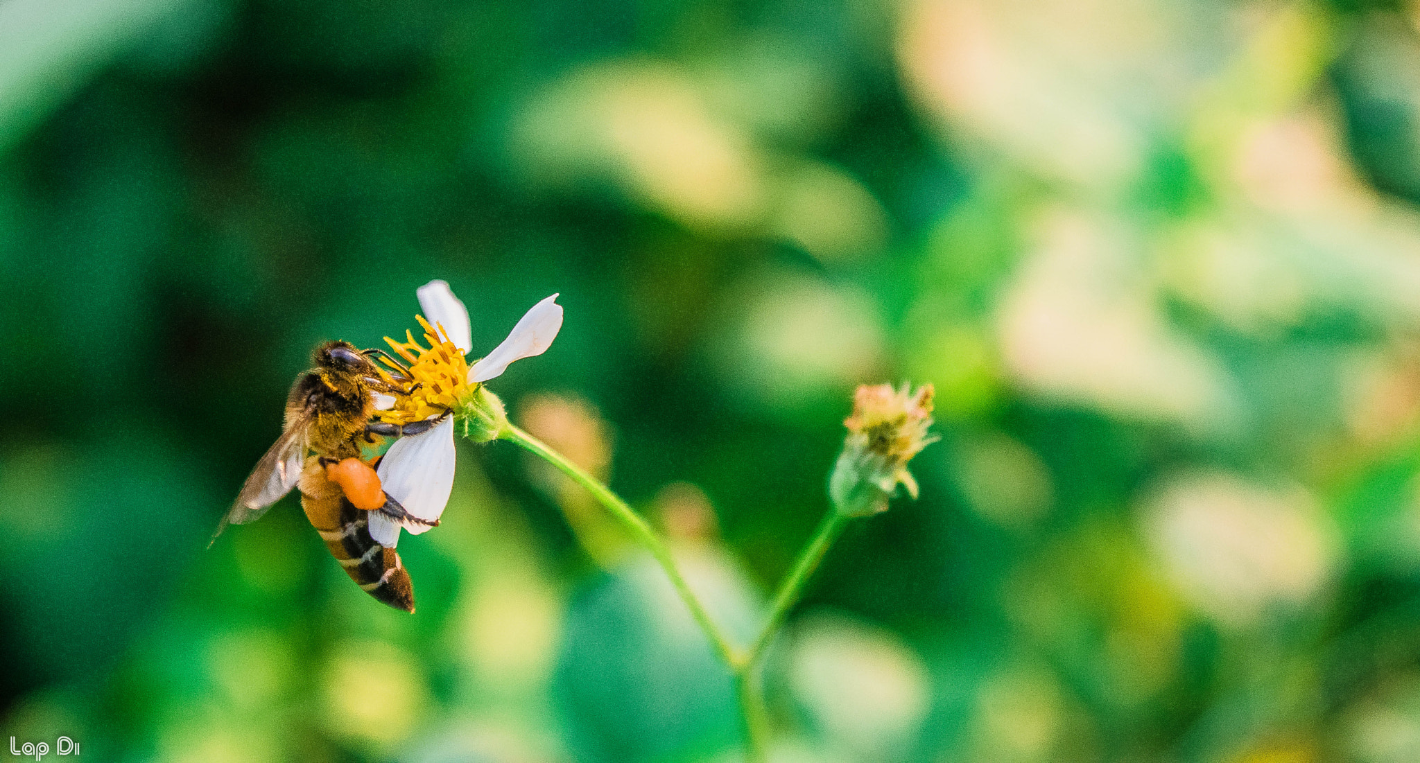 Nikon D5300 + AF Zoom-Nikkor 35-135mm f/3.5-4.5 N sample photo. Bee ^^ photography