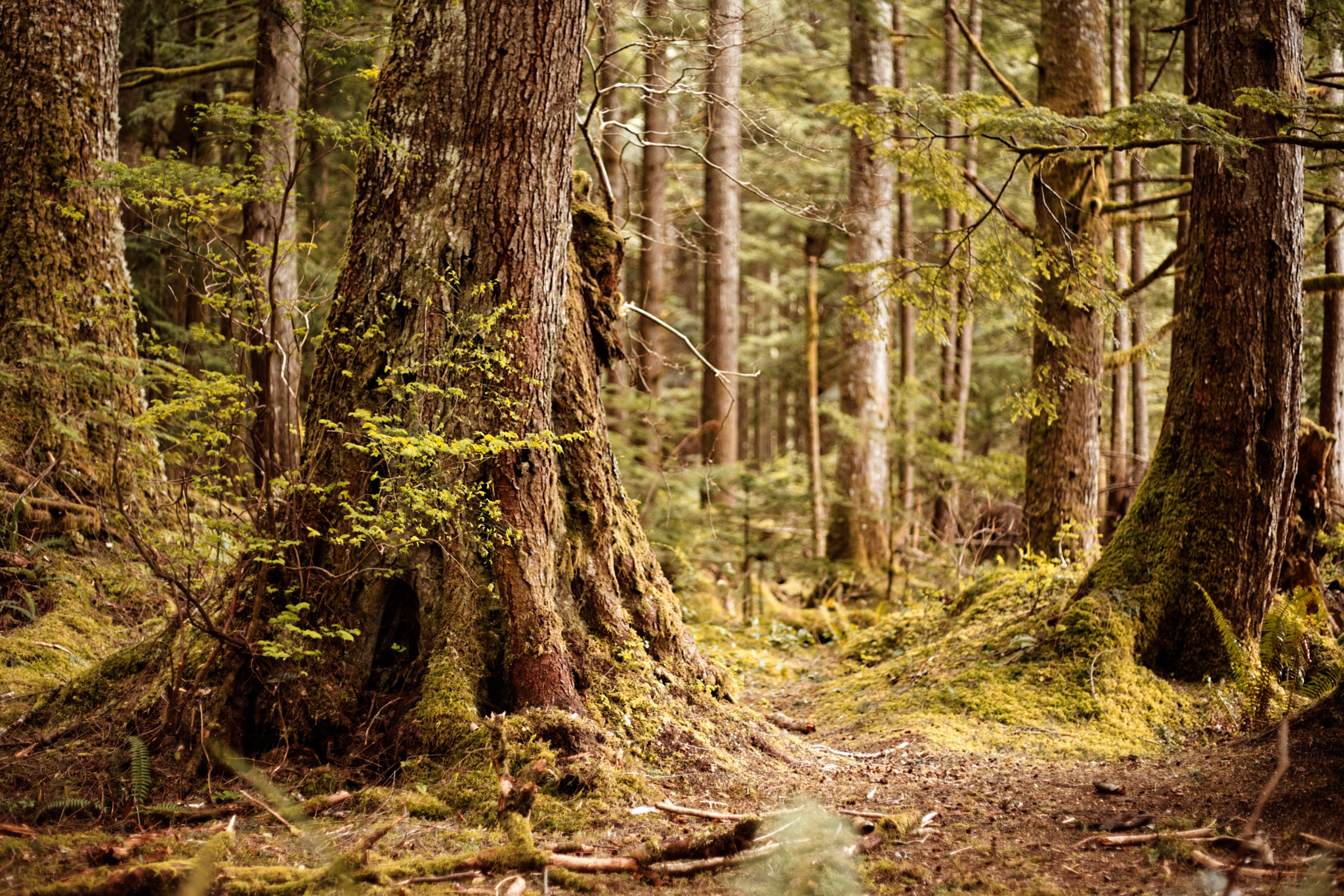 Sony a7 II + Canon EF 50mm F1.8 II sample photo. Forests of silence photography