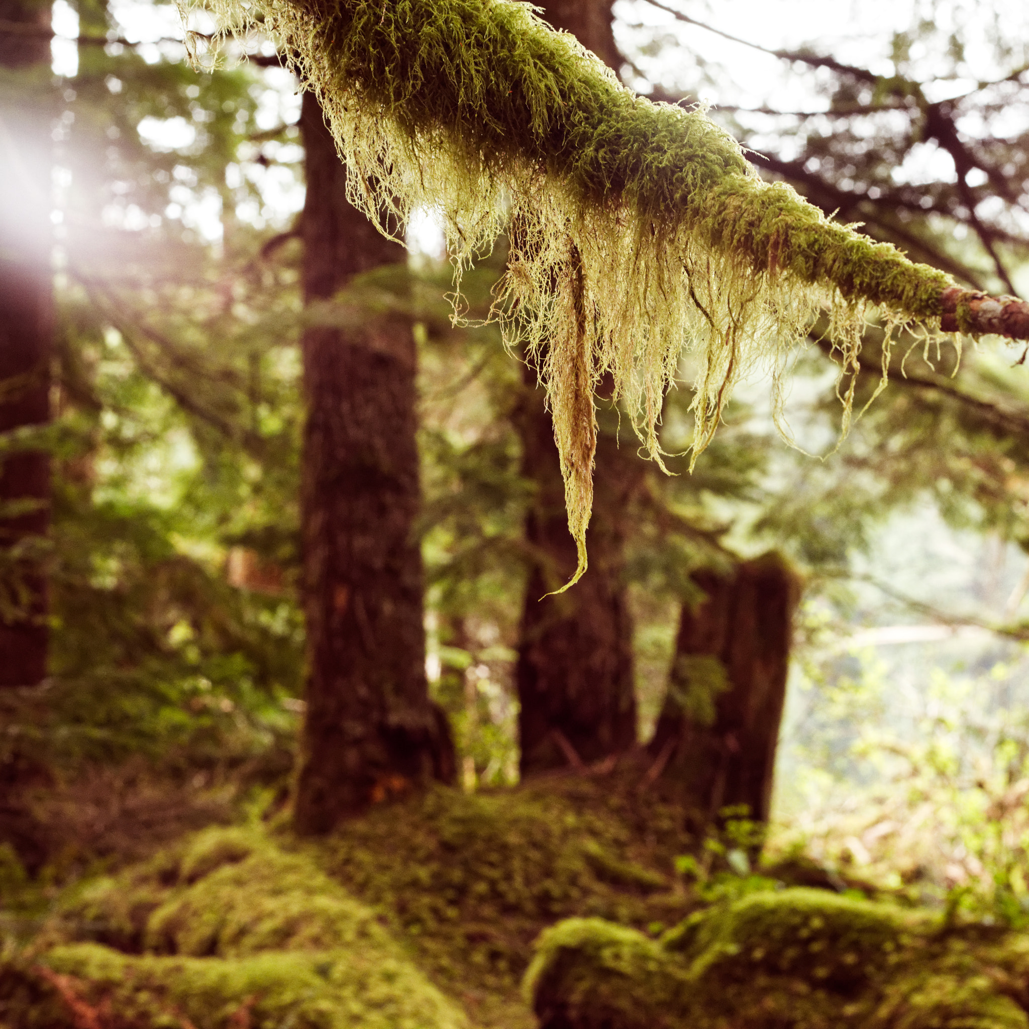 Sony a7 II + Canon EF 50mm F1.8 II sample photo. Tree beard photography