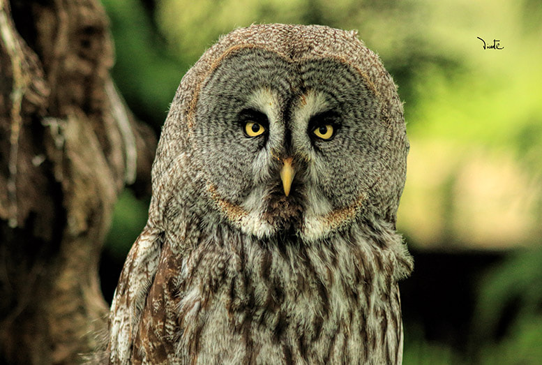 Canon EF 200mm f/2.8L II + 2x sample photo. Carabo photography