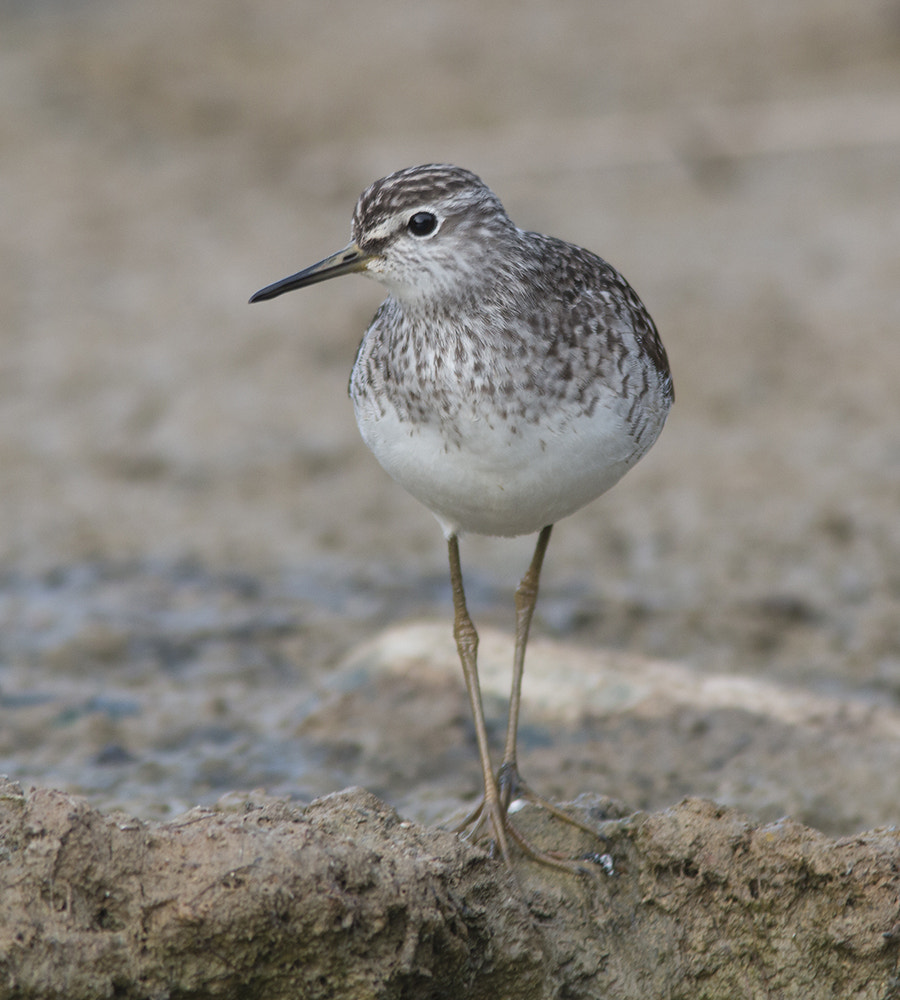 Canon EF 300mm F4L IS USM sample photo. Bosruiter/	wood sandpiper photography