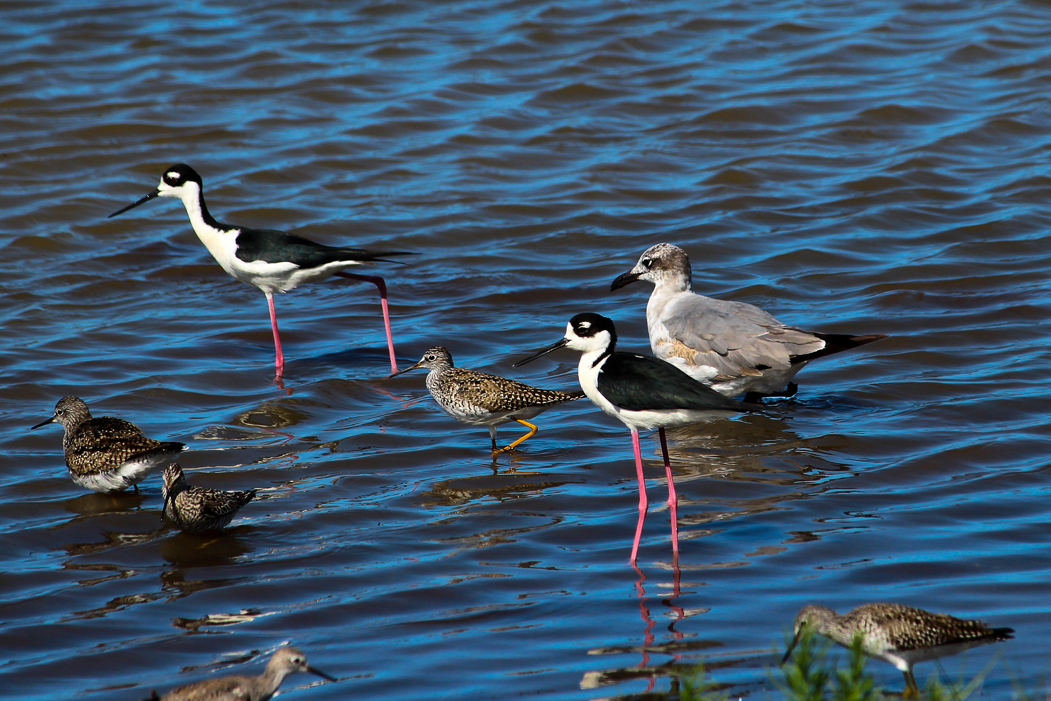 Canon EF-S 55-250mm F4-5.6 IS sample photo. Diversity photography