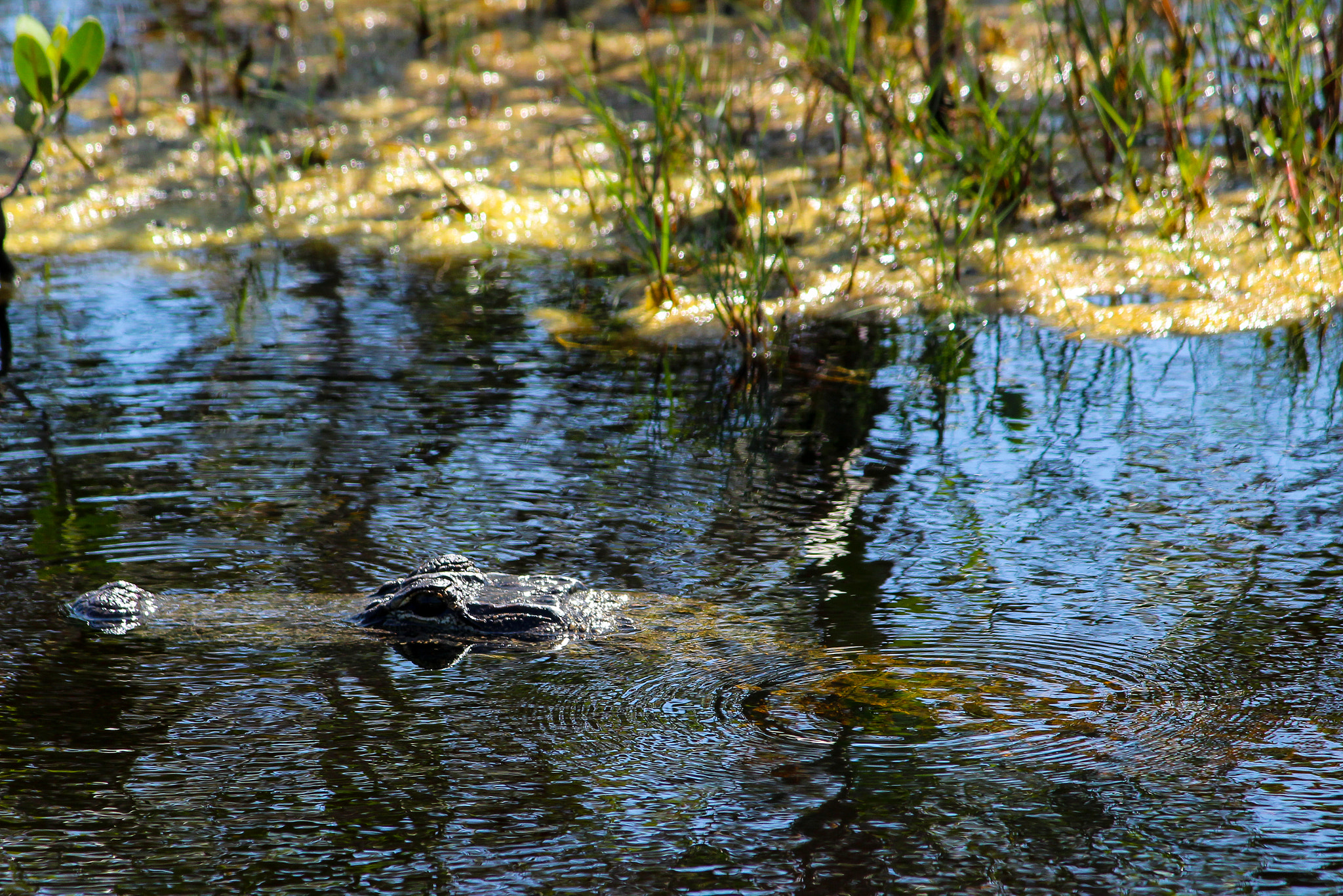 Canon EF-S 55-250mm F4-5.6 IS sample photo. Lurking photography